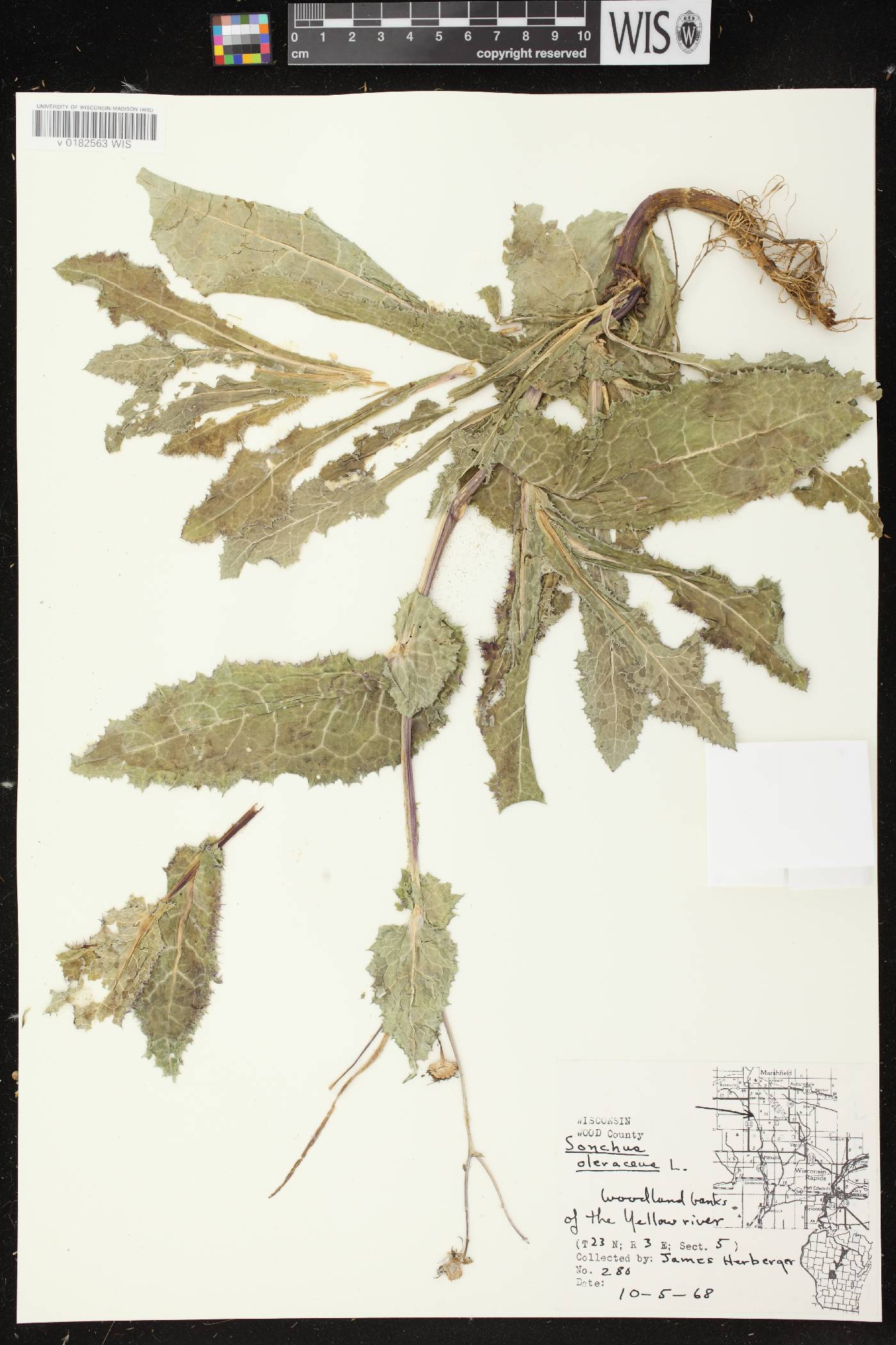 Sonchus oleraceus image