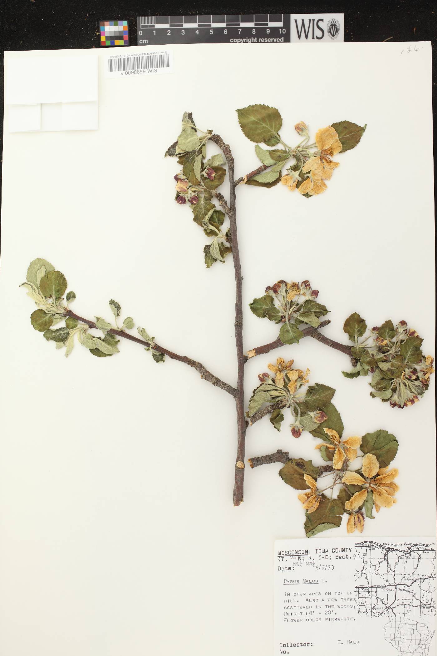 Malus pumila image