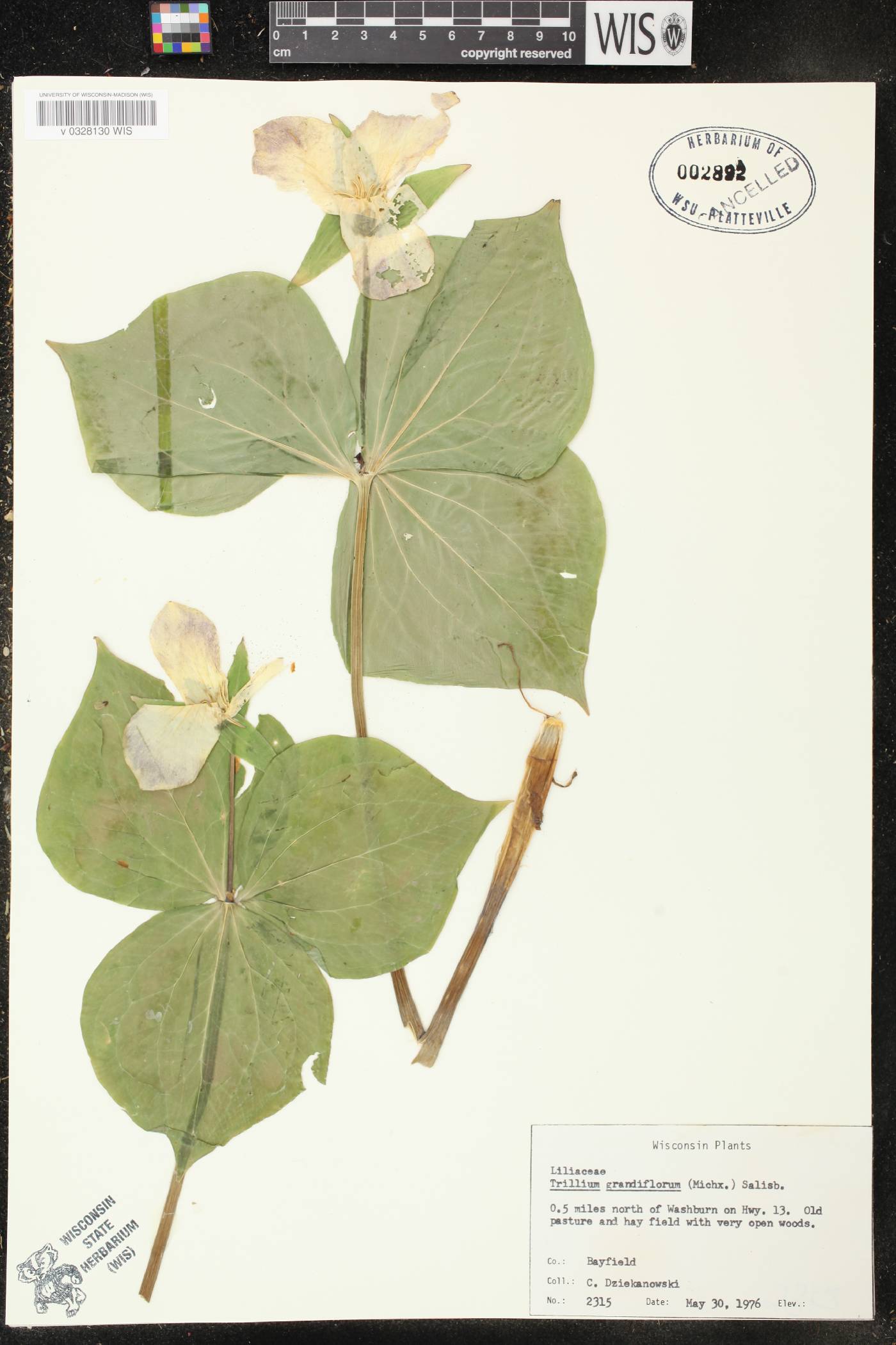 Trillium grandiflorum image