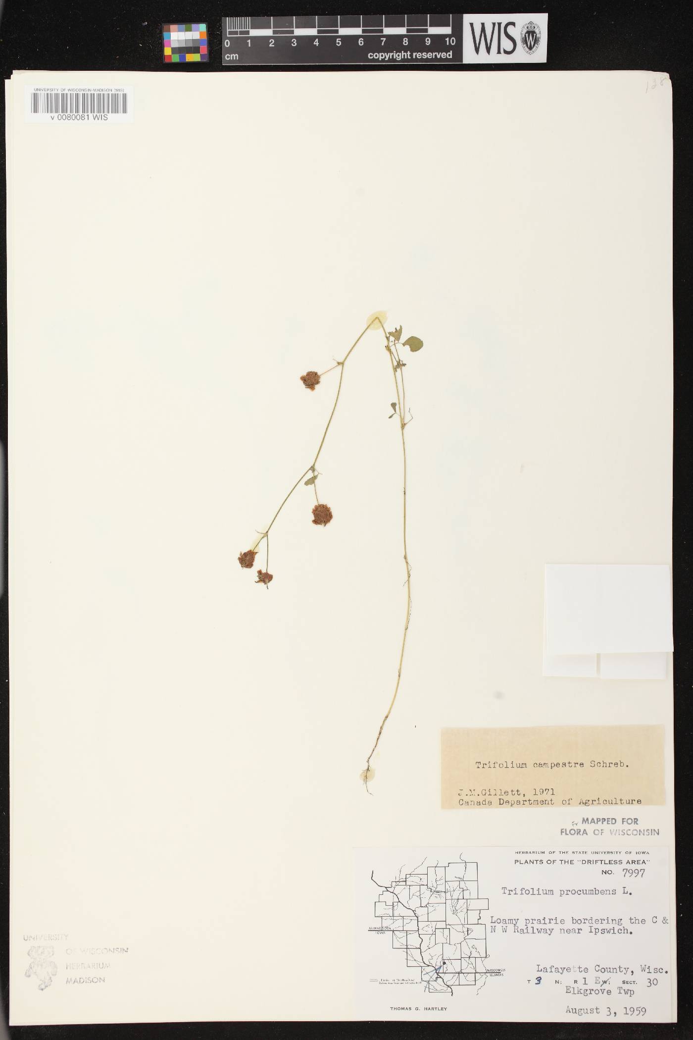 Trifolium campestre image