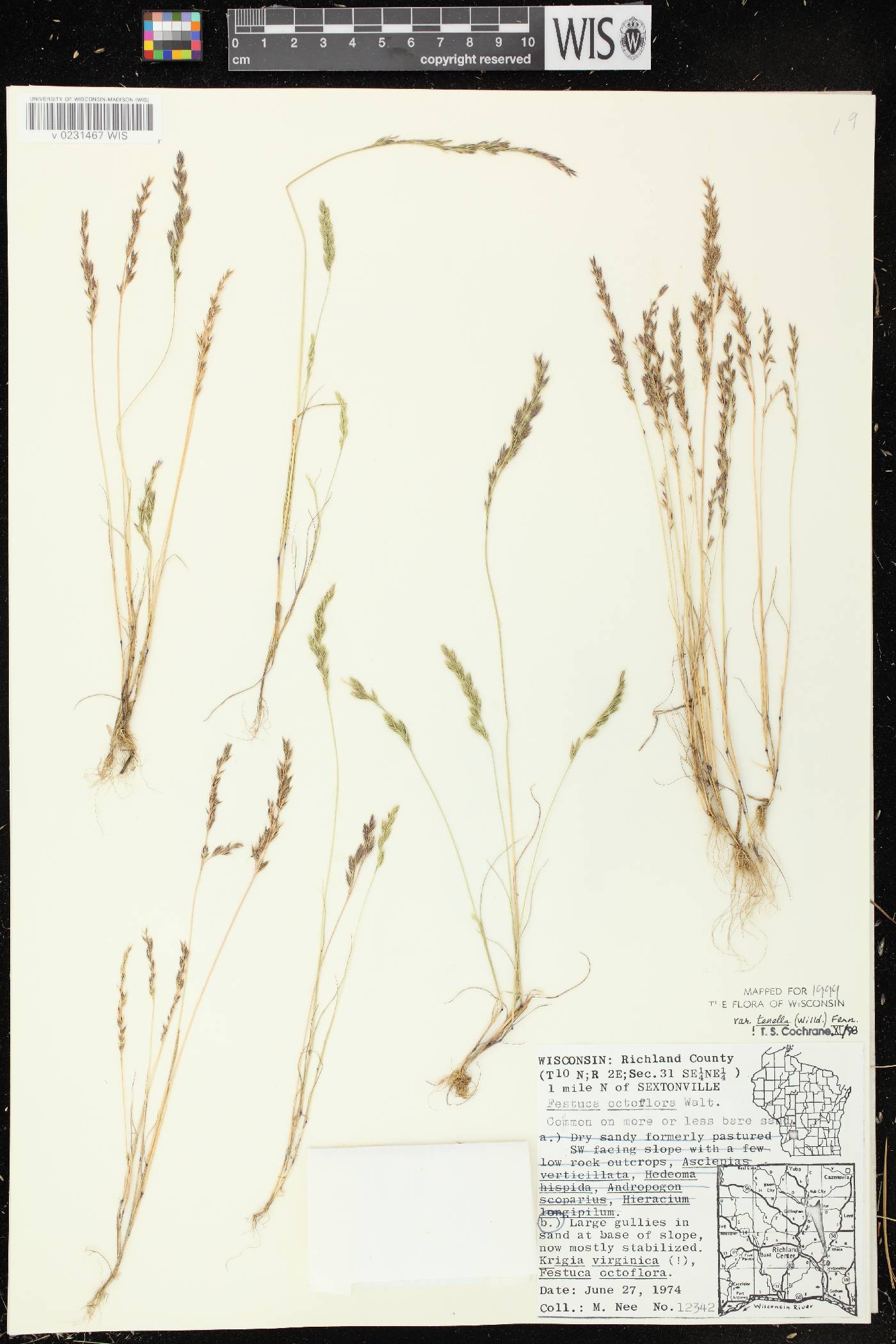 Festuca octoflora var. glauca image