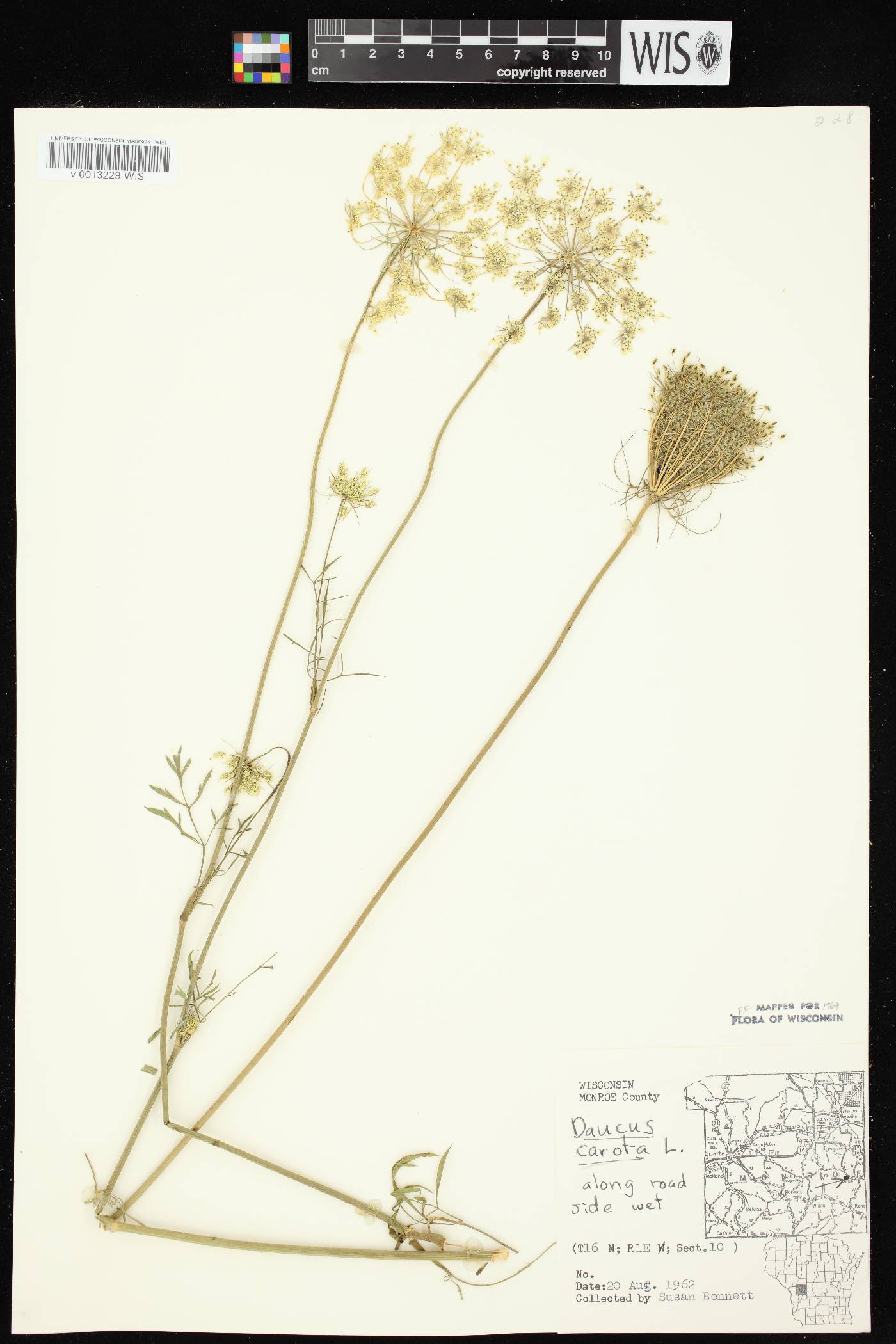 Daucus carota image