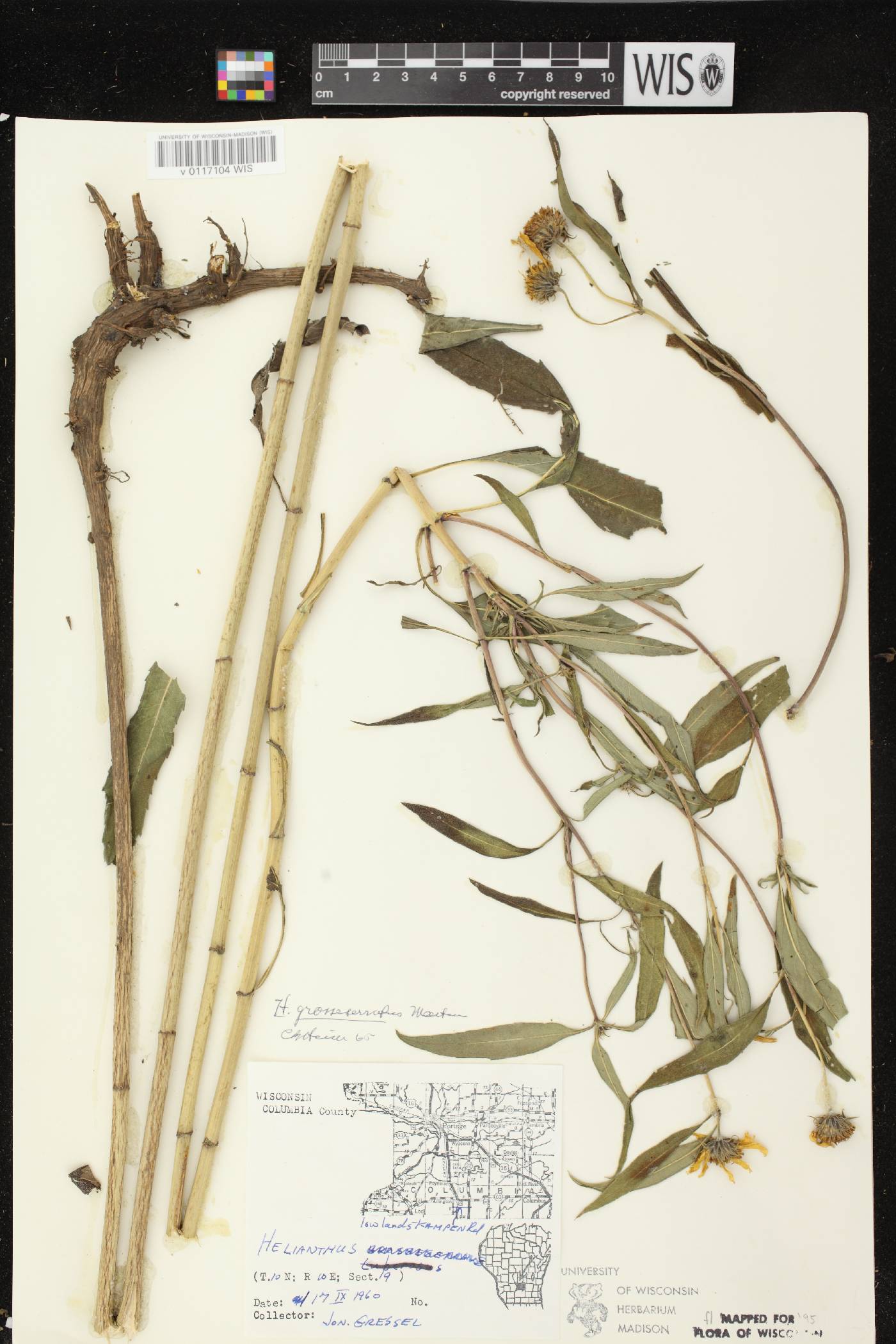 Helianthus grosseserratus image