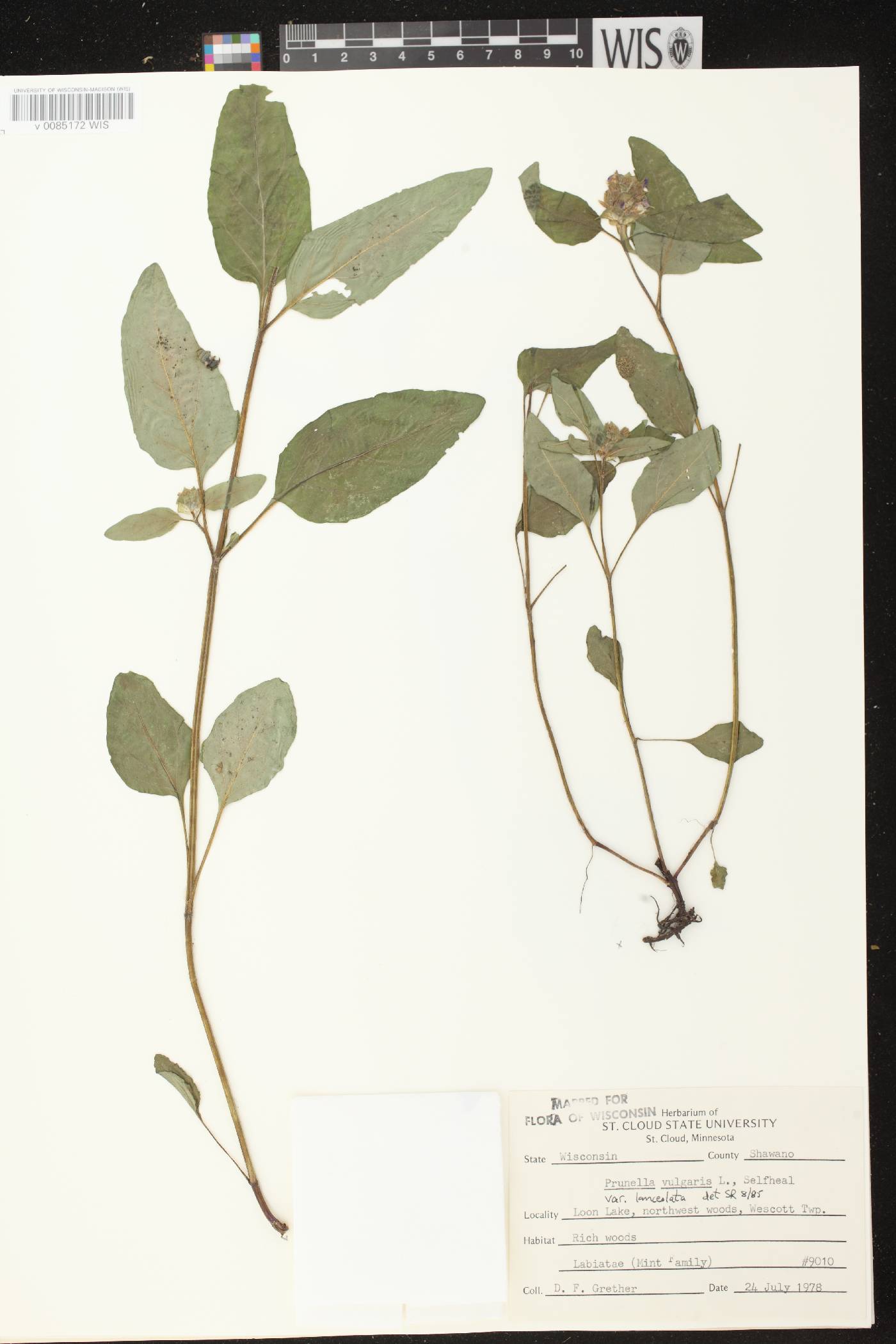 Prunella vulgaris image