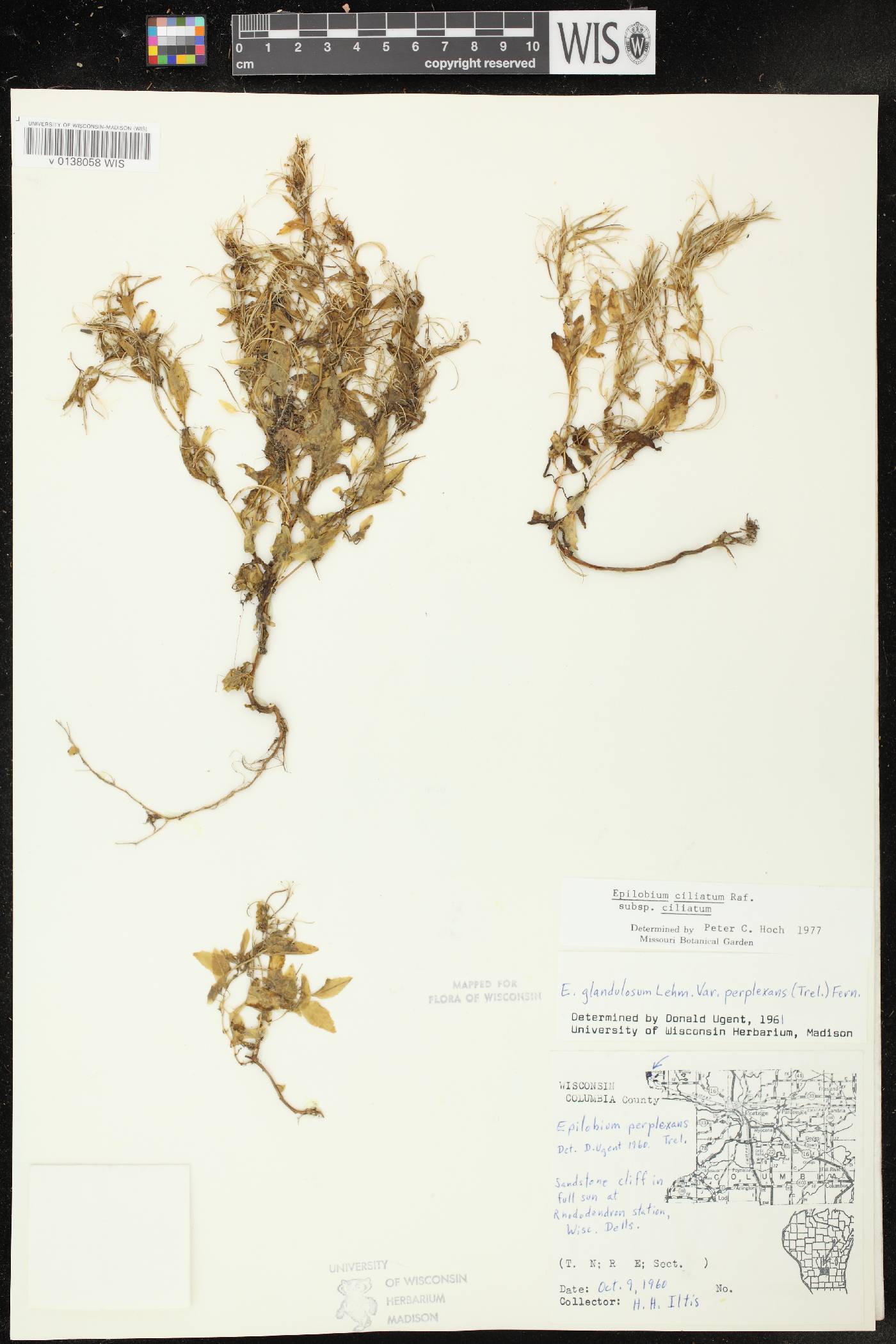 Epilobium ciliatum subsp. ciliatum image