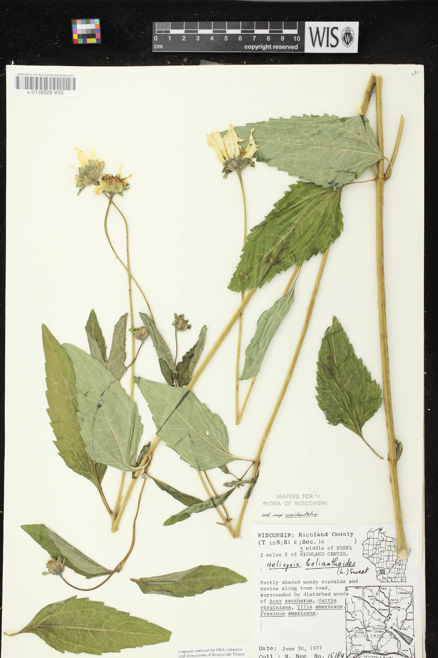 Heliopsis helianthoides var. scabra image