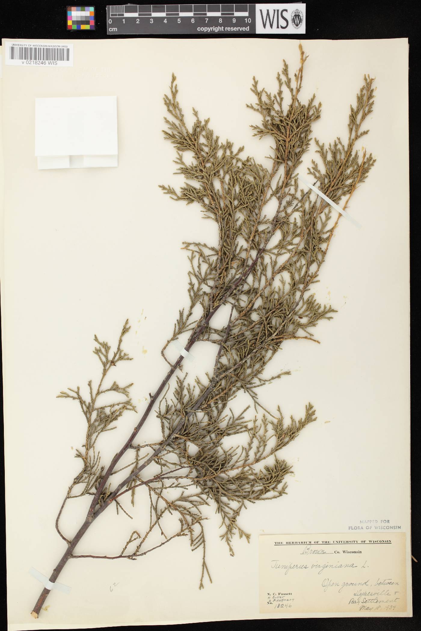 Juniperus virginiana var. virginiana image