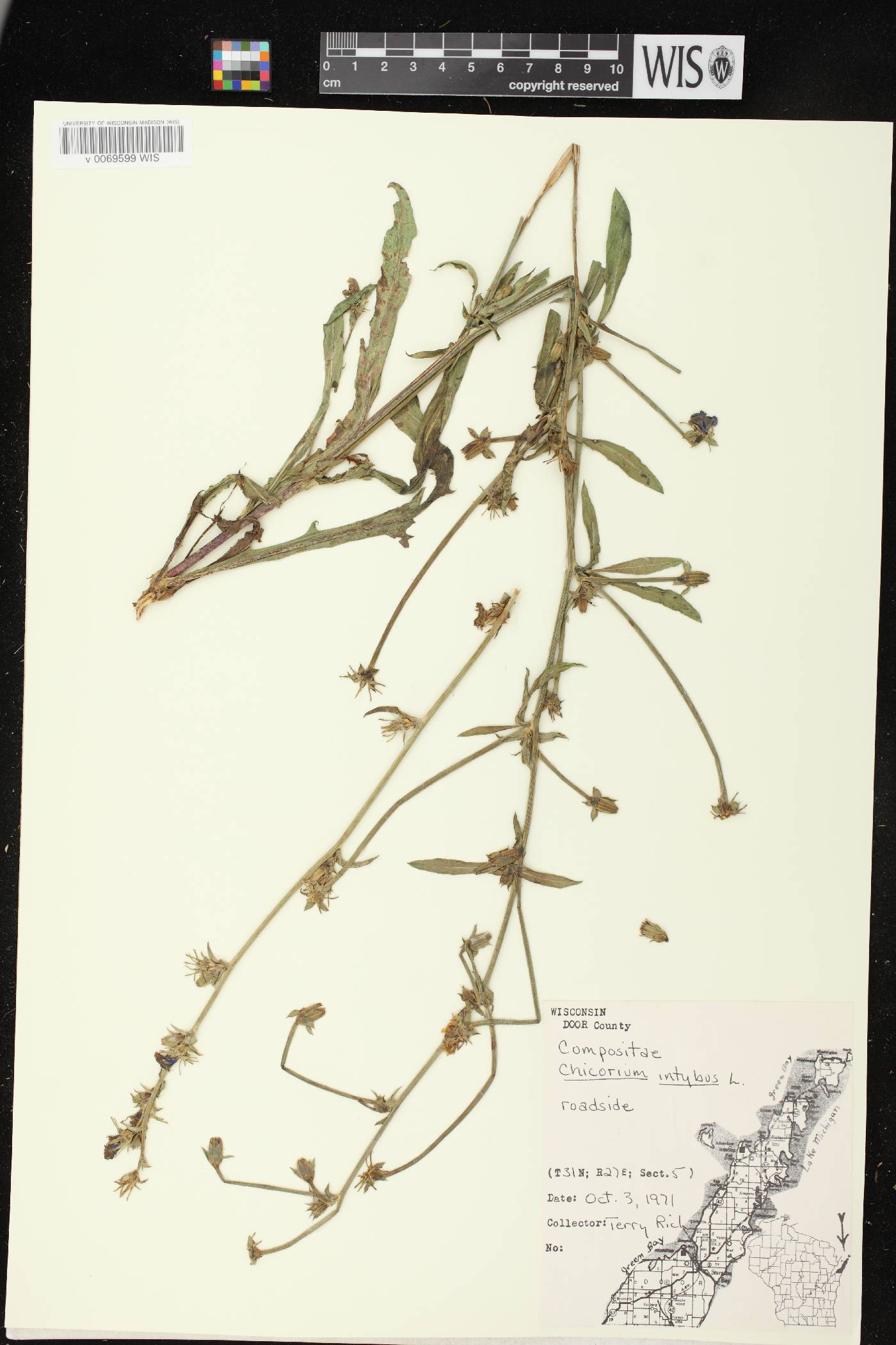 Cichorium intybus image
