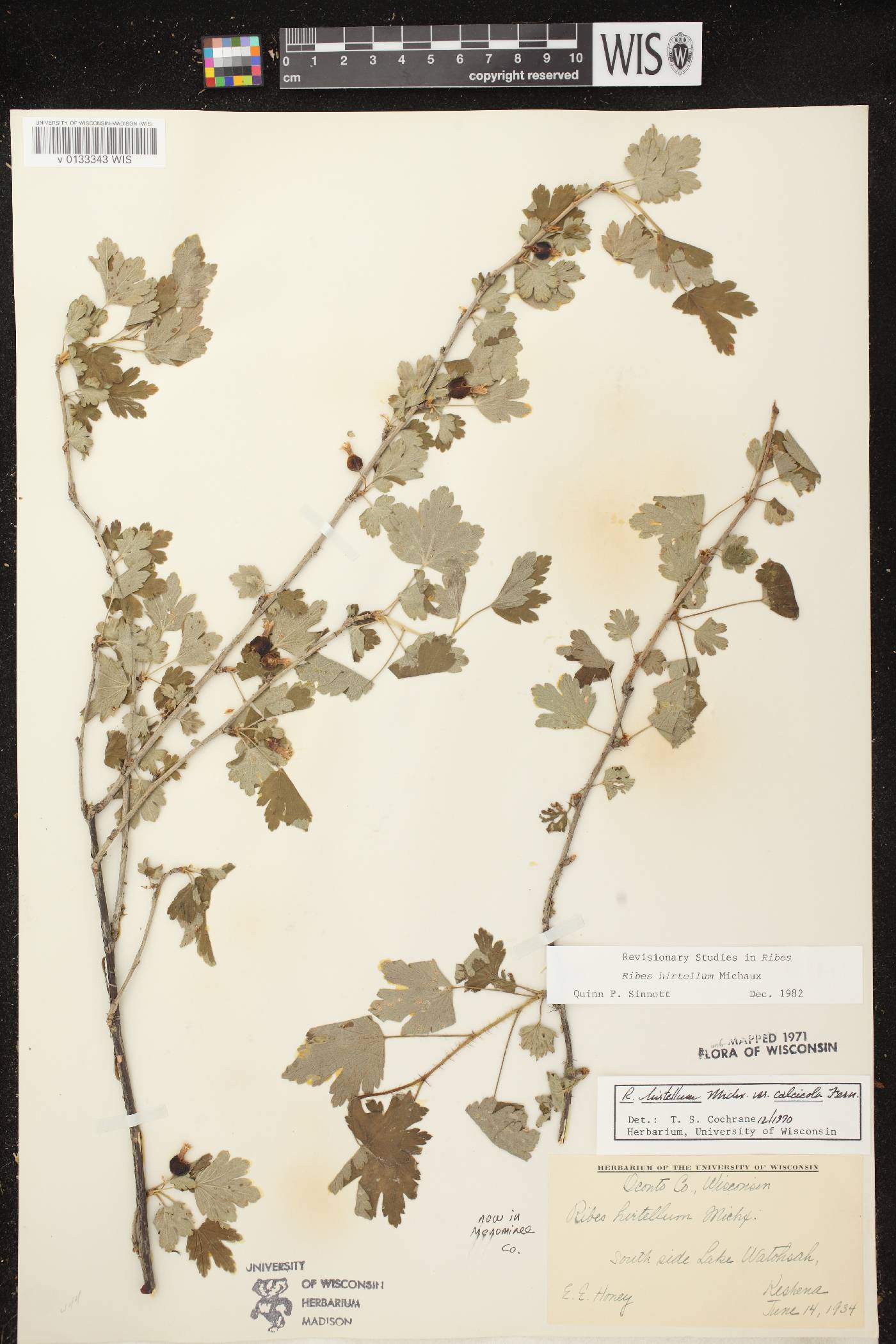 Ribes hirtellum image