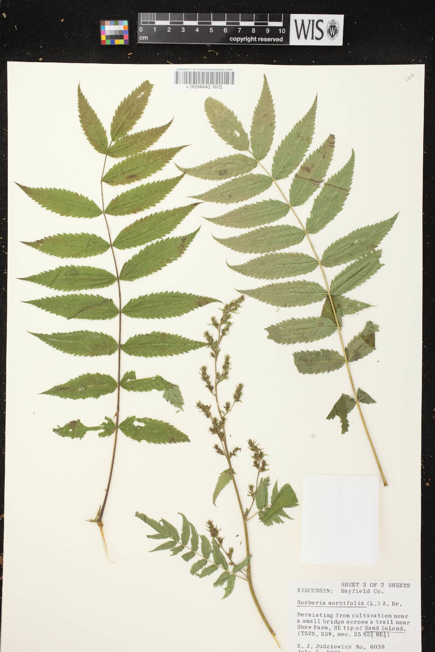 Sorbaria sorbifolia image