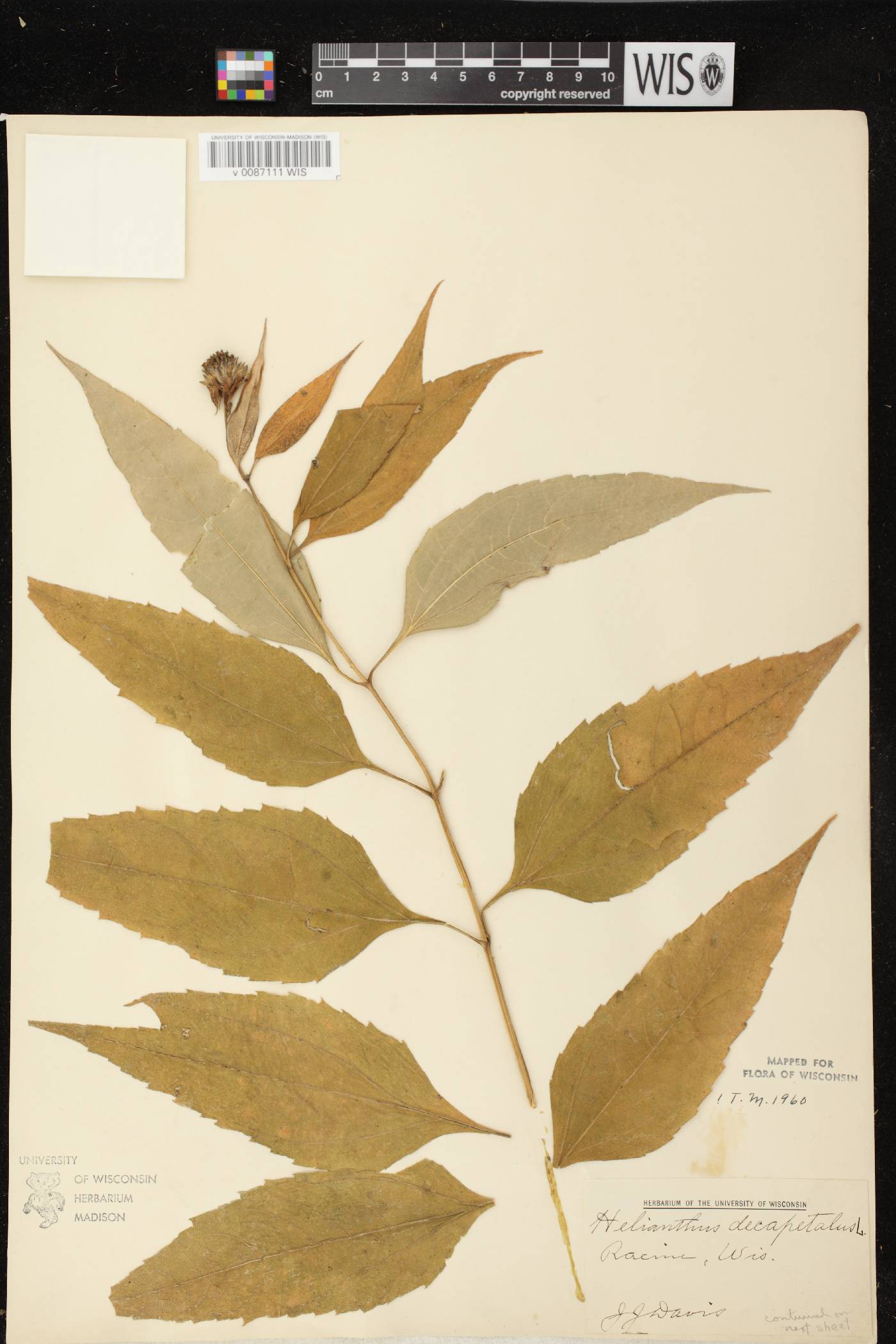 Helianthus decapetalus image