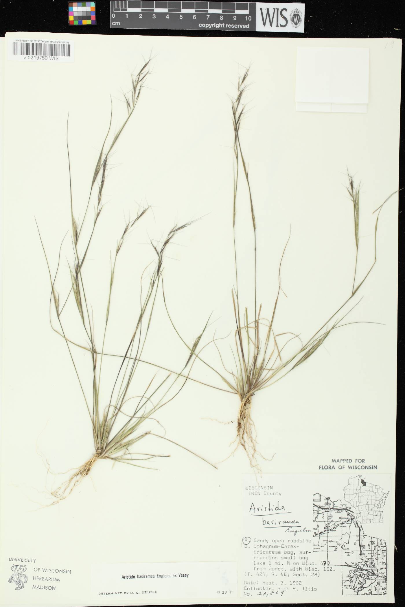Aristida basiramea image