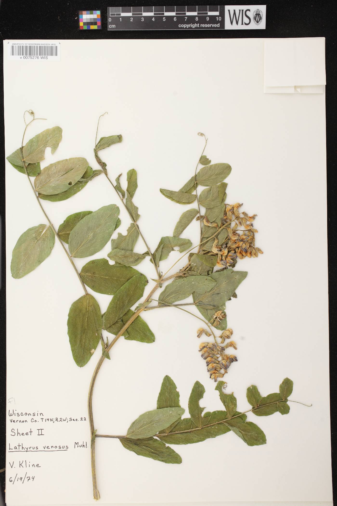Lathyrus venosus image