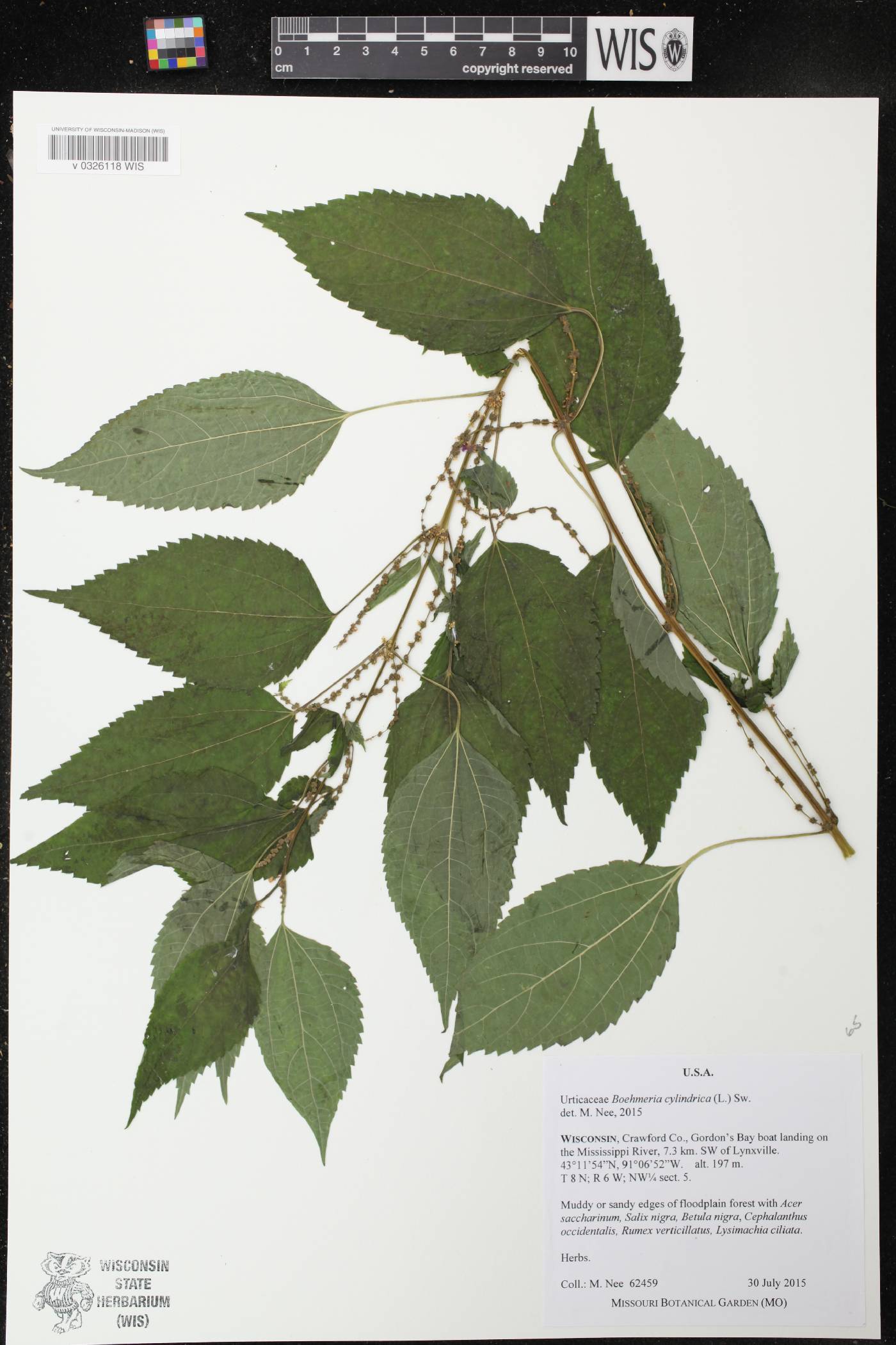 Boehmeria cylindrica image