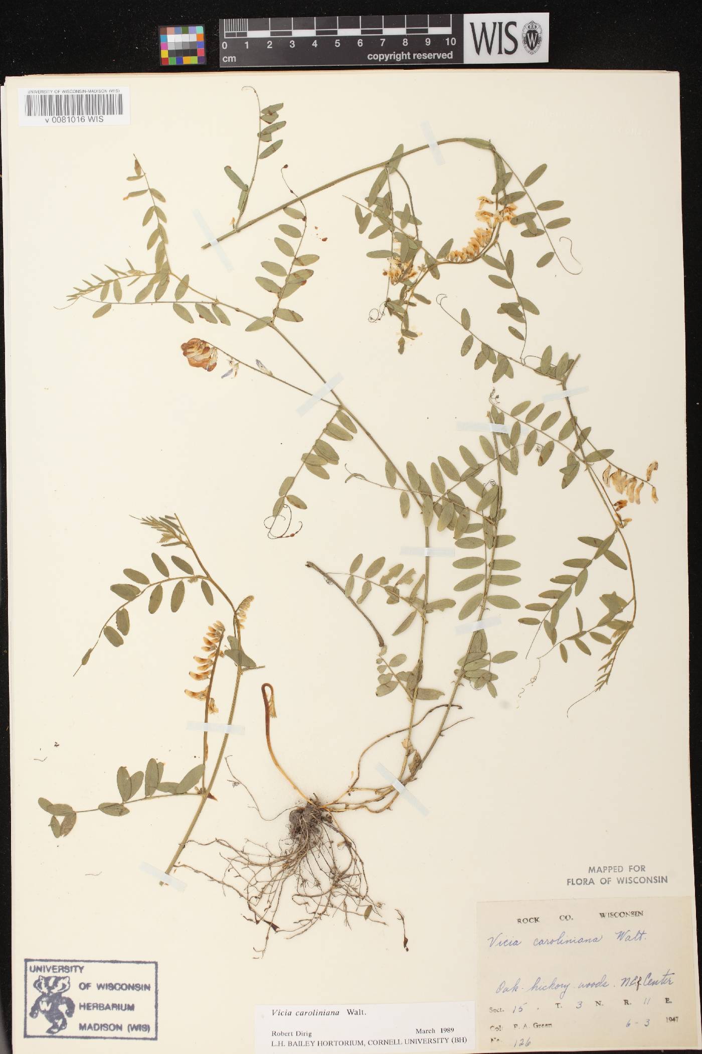 Vicia caroliniana image
