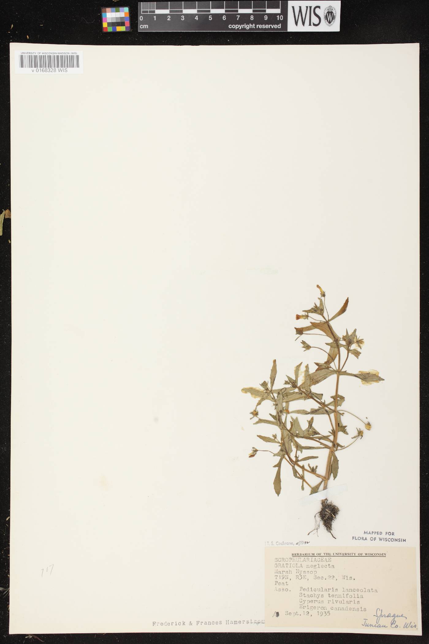 Gratiola neglecta image