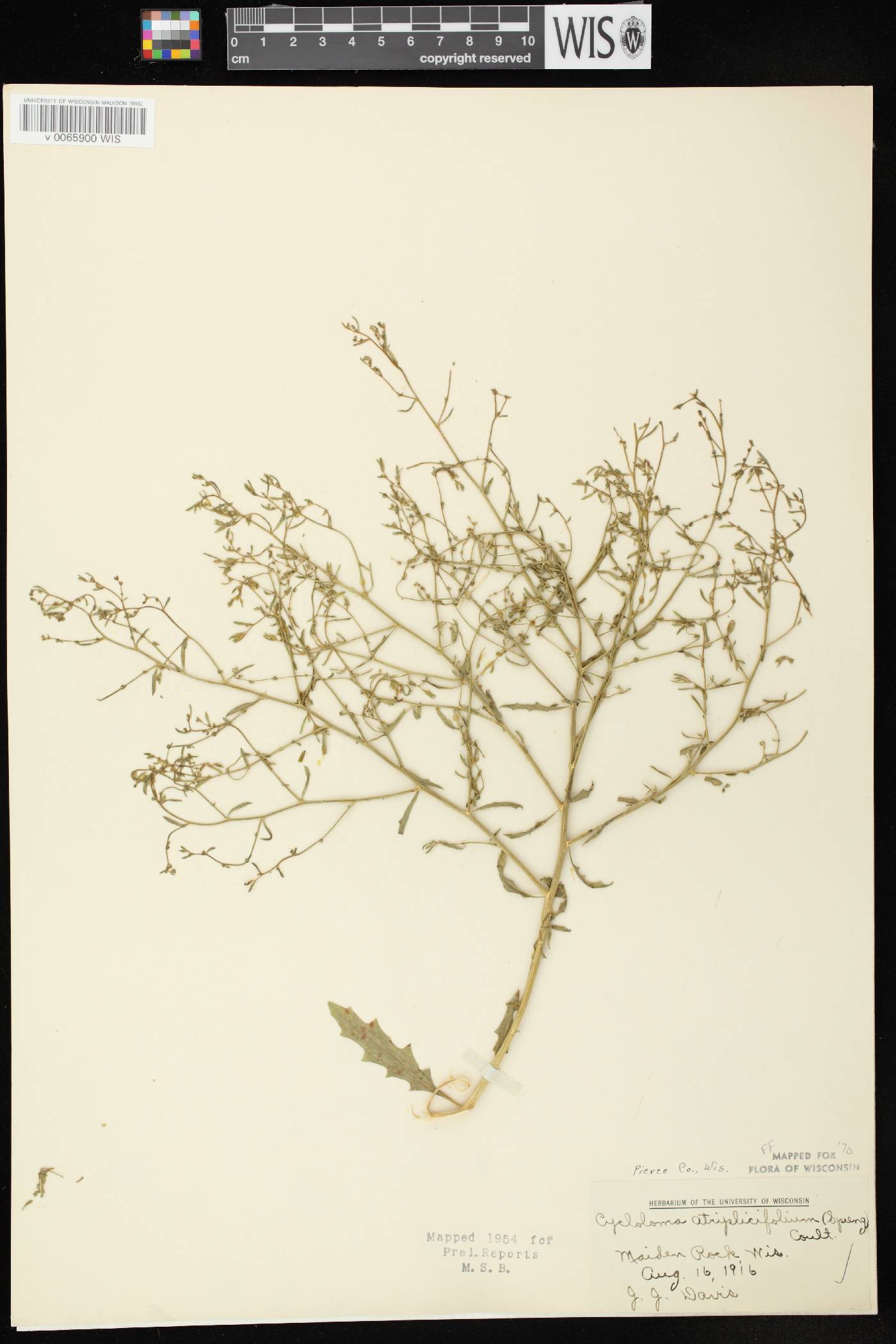 Cycloloma atriplicifolium image