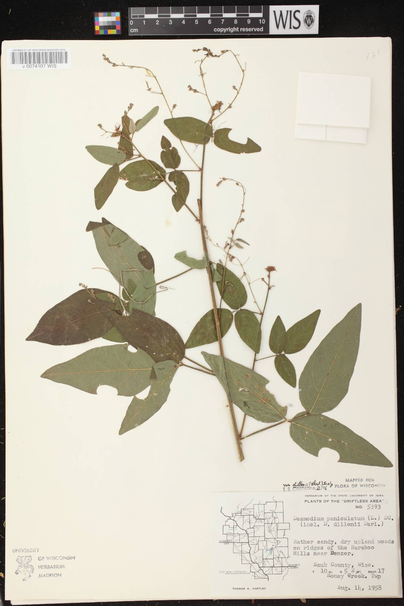 Desmodium perplexum image