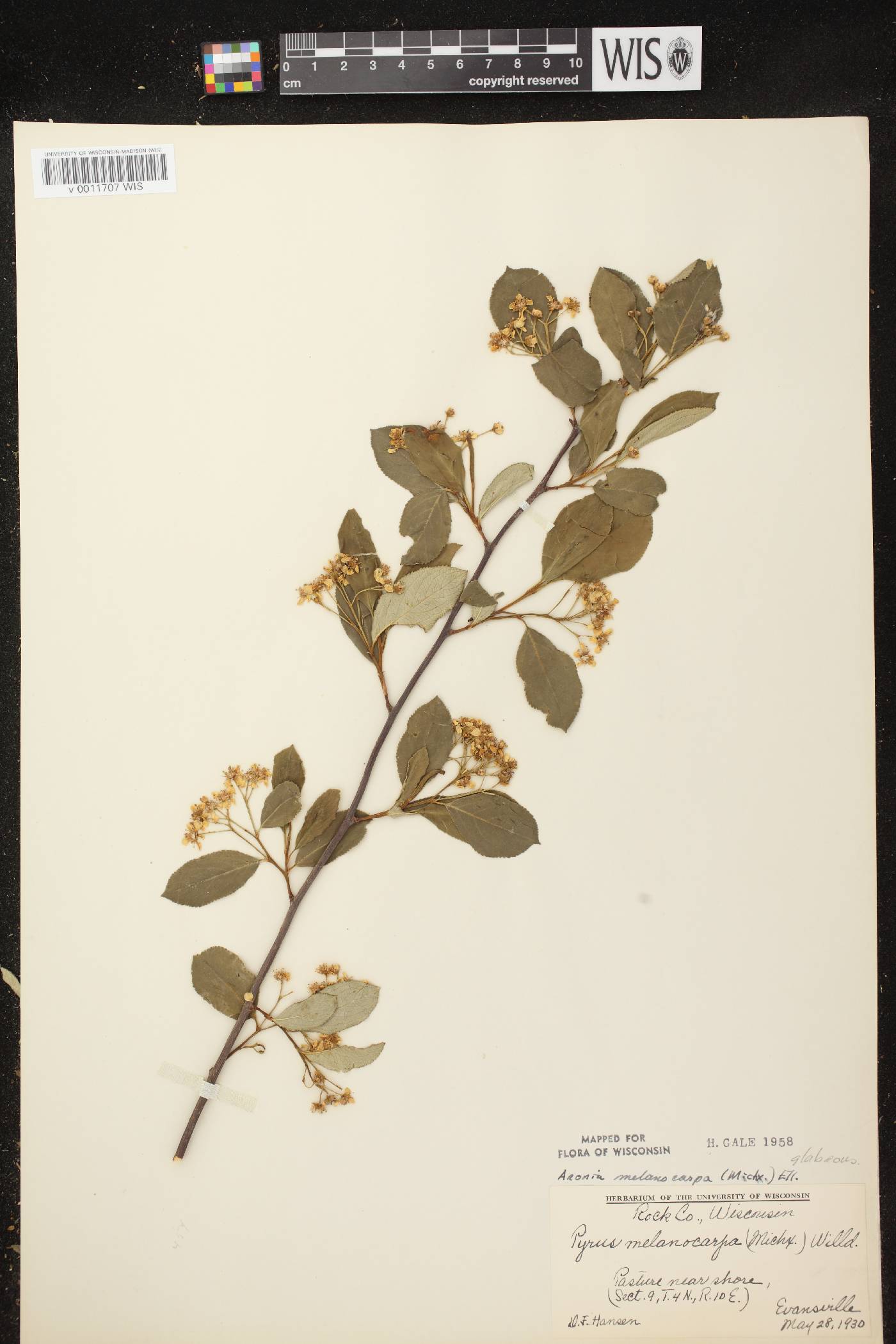 Aronia x prunifolia image