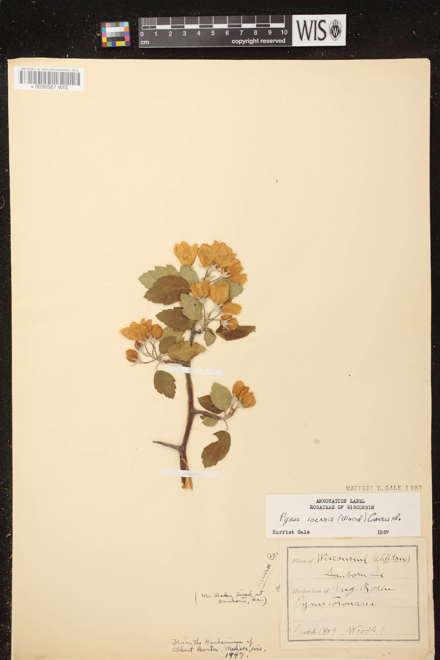 Malus ioensis image