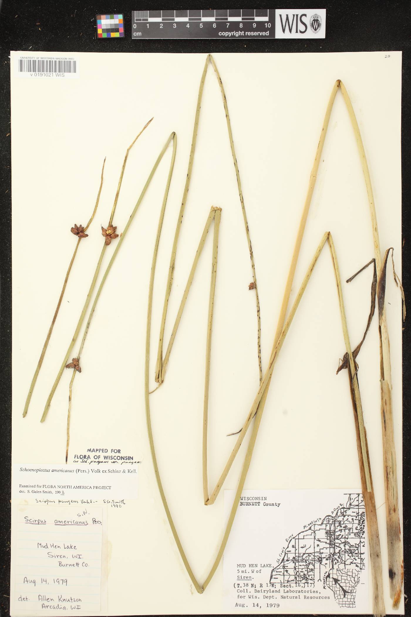 Schoenoplectus pungens image