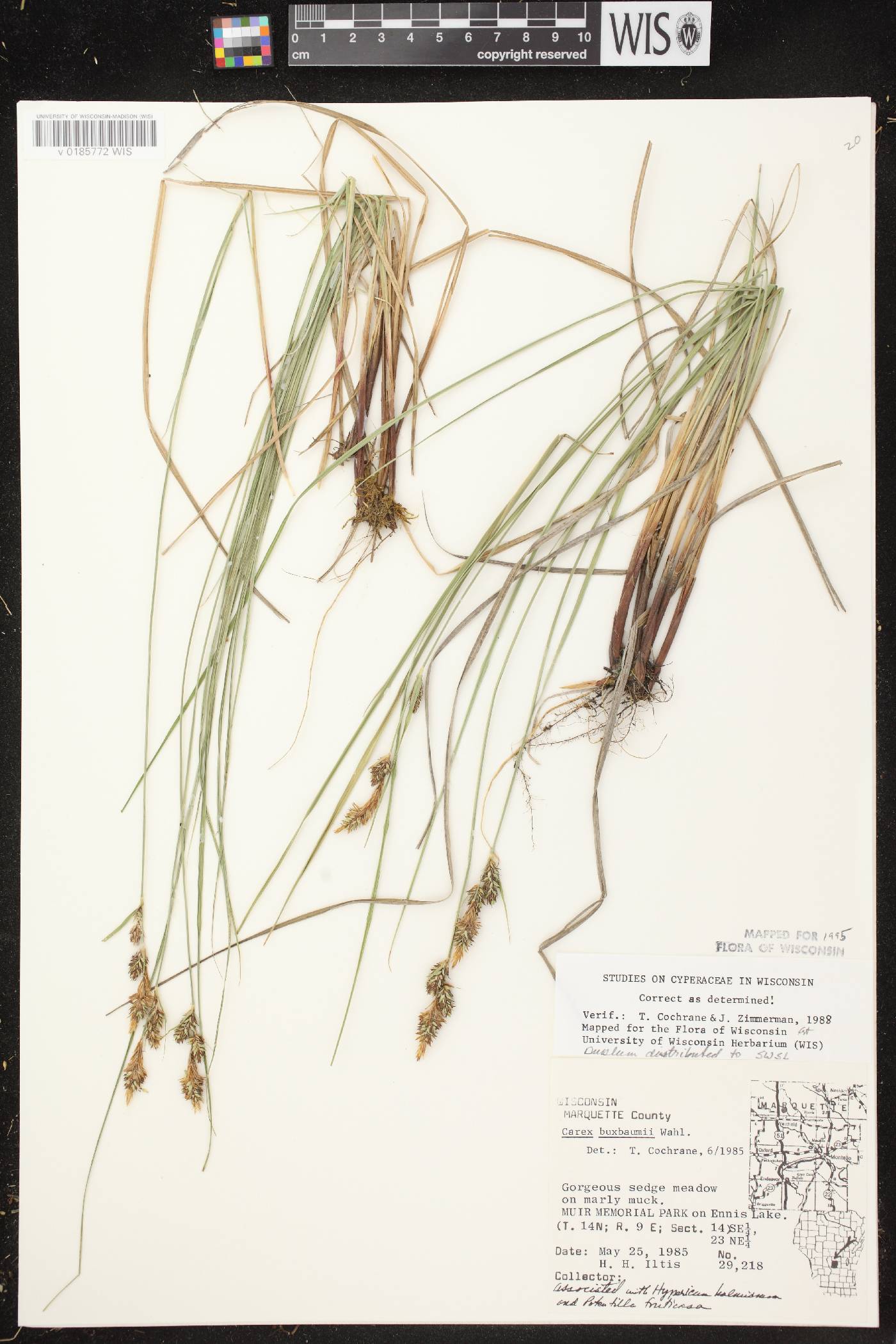 Carex buxbaumii image