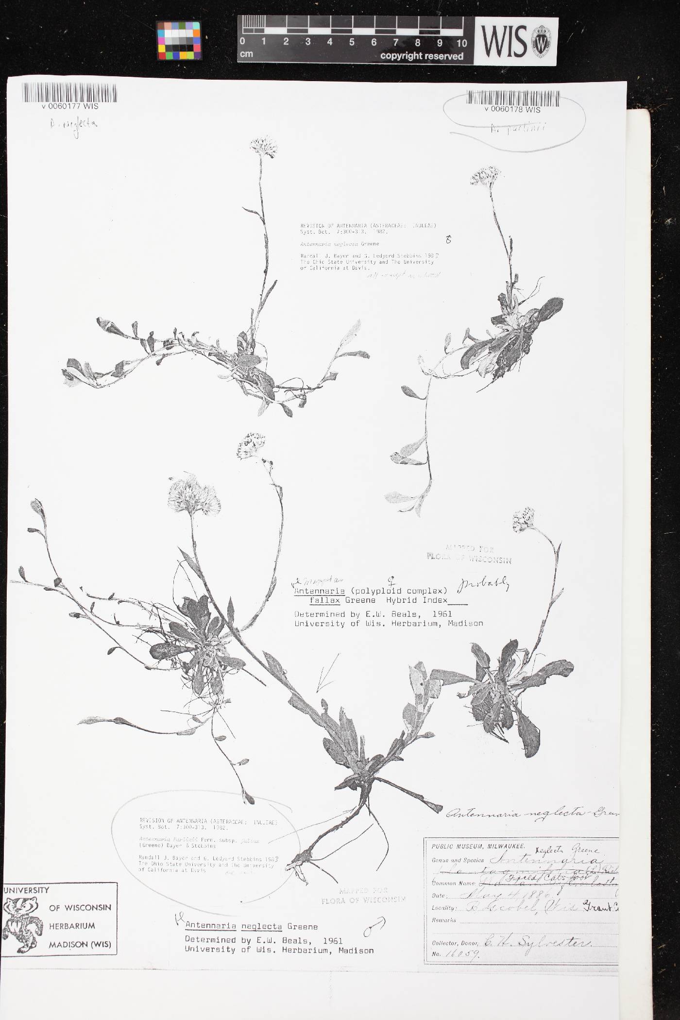 Antennaria neglecta image