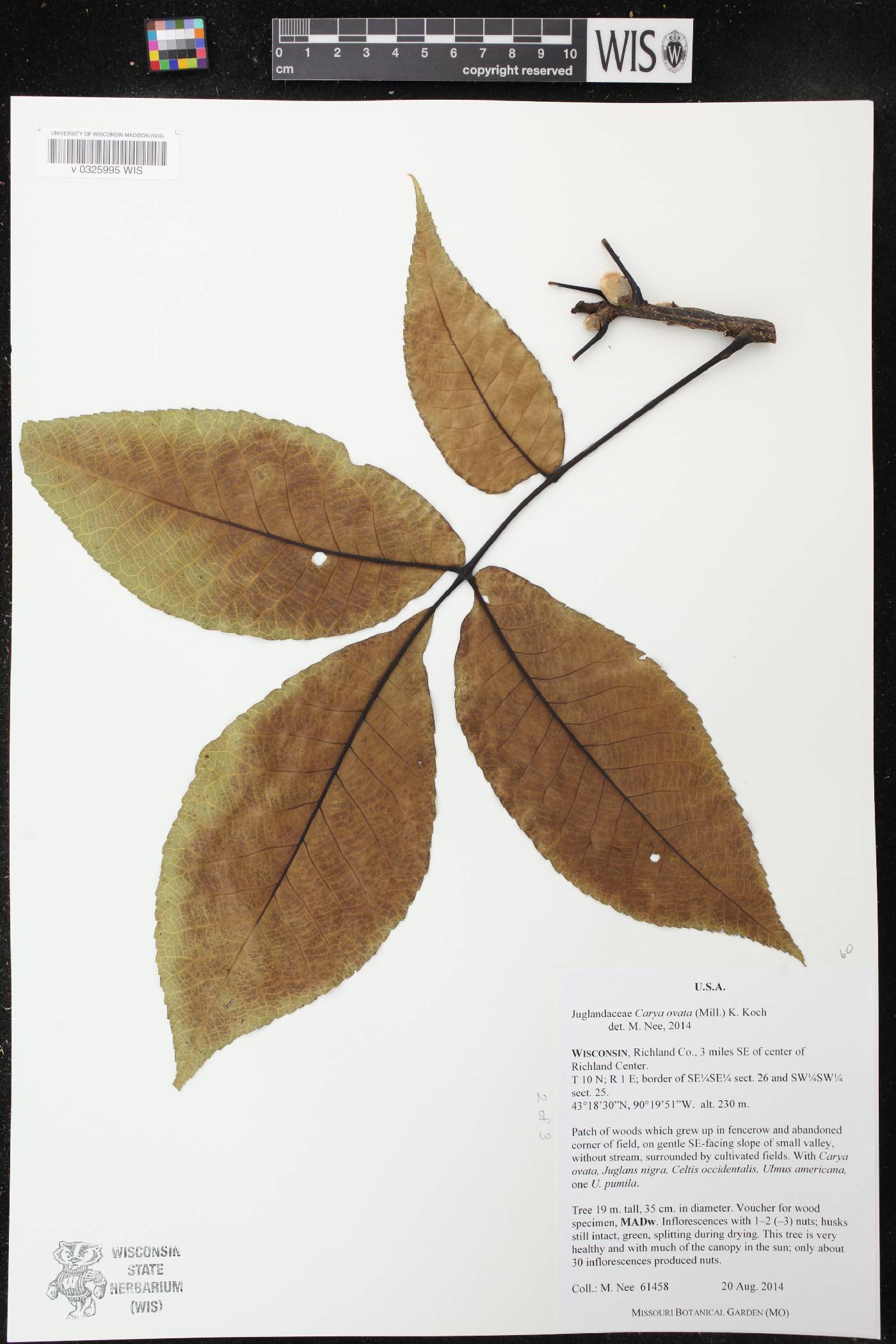 Carya ovata image