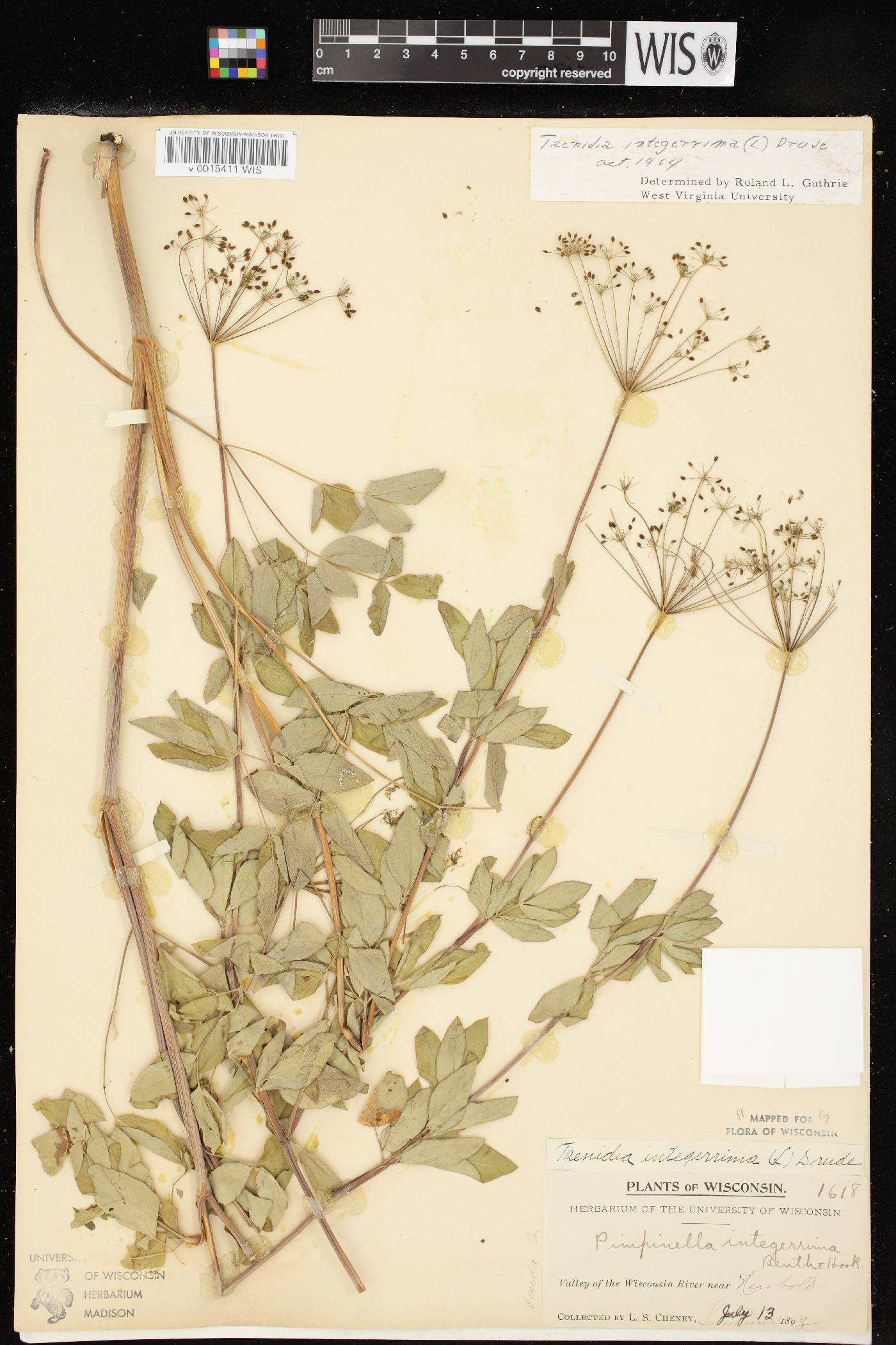 Taenidia integerrima image