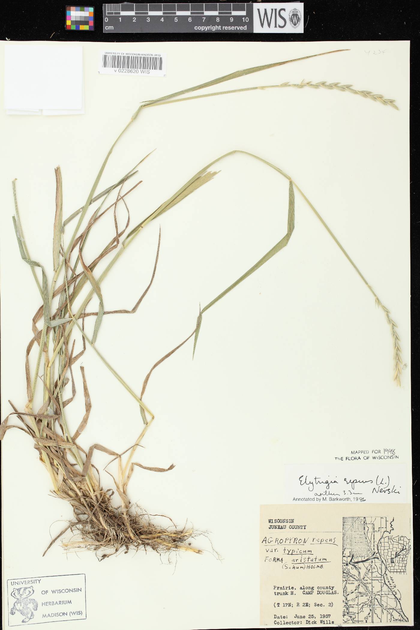 Elymus repens image