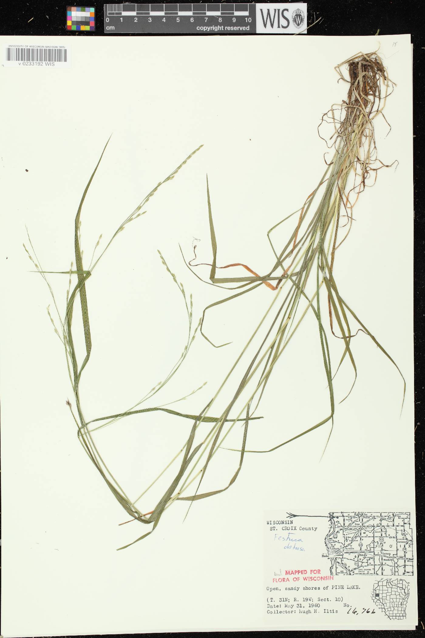 Festuca subverticillata image