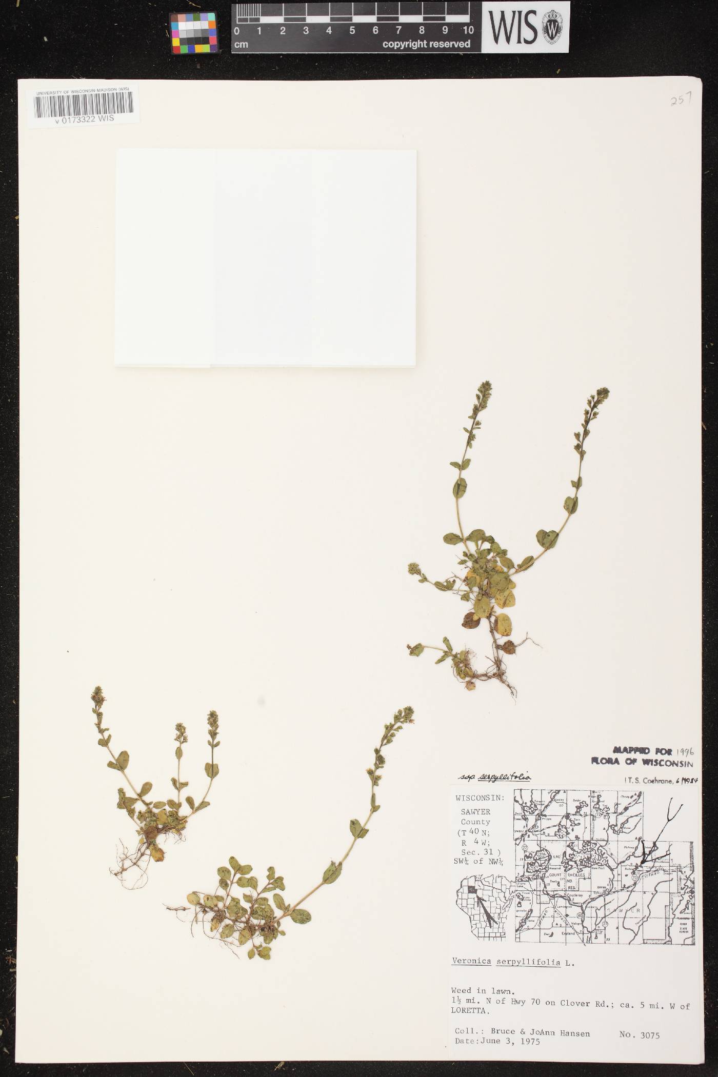 Veronica serpyllifolia subsp. serpyllifolia image