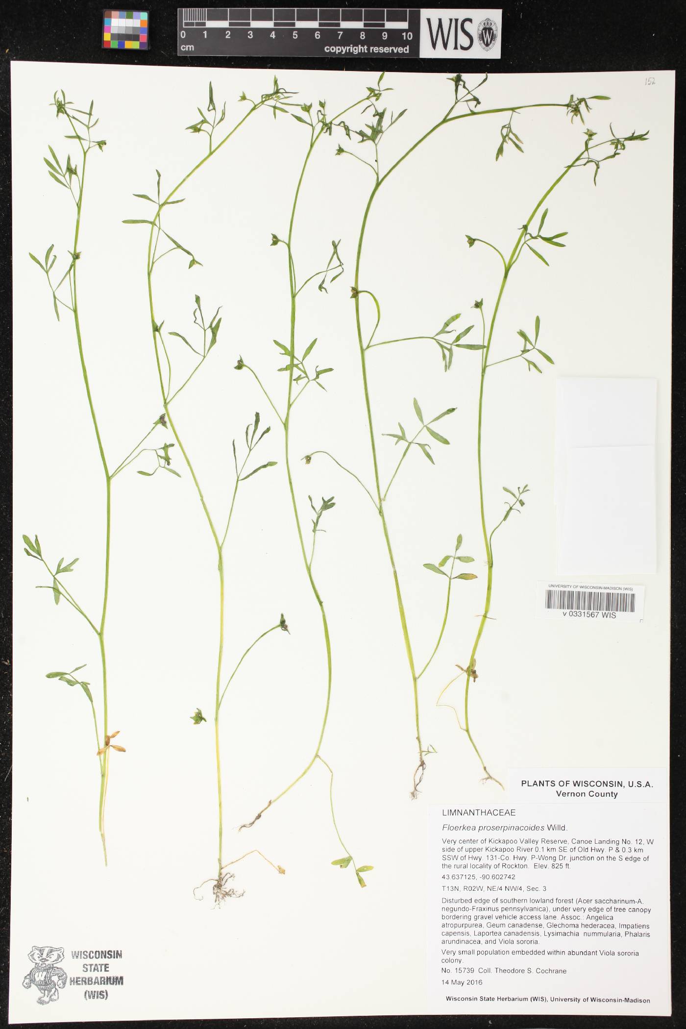 Floerkea proserpinacoides image