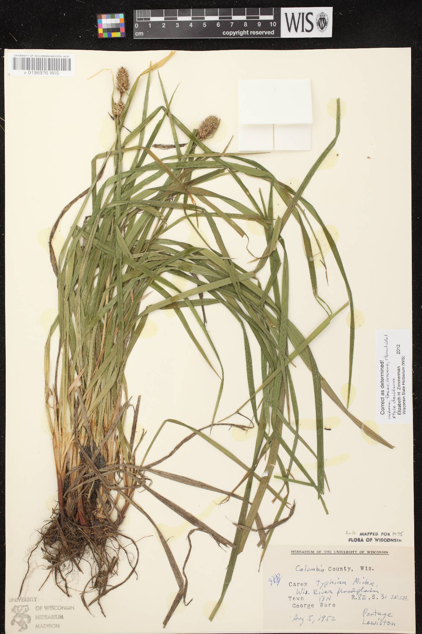 Carex typhina image