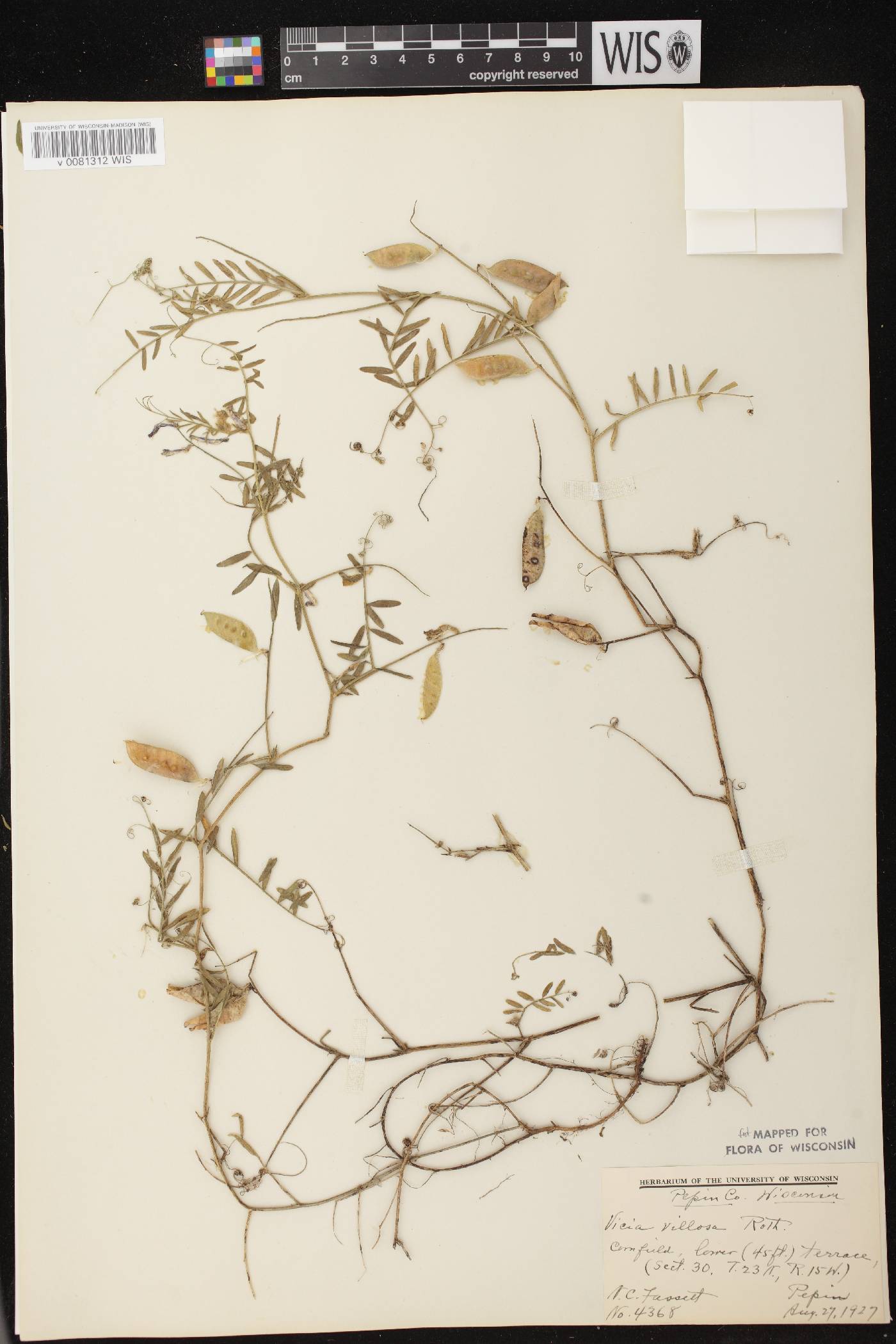 Vicia villosa image