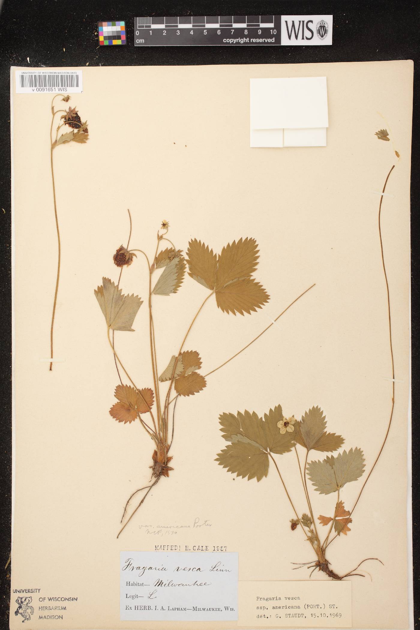 Fragaria vesca subsp. americana image
