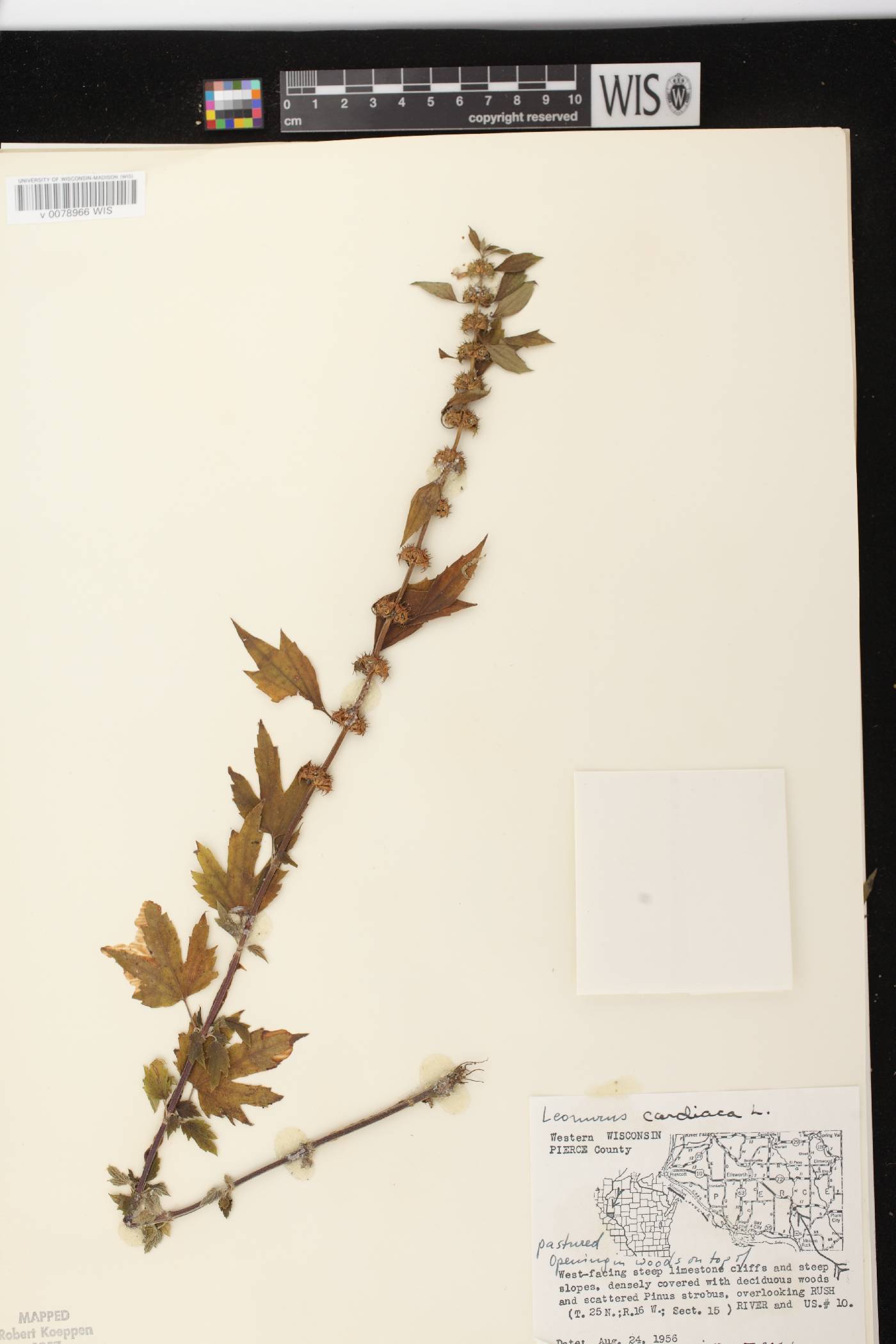 Leonurus cardiaca image