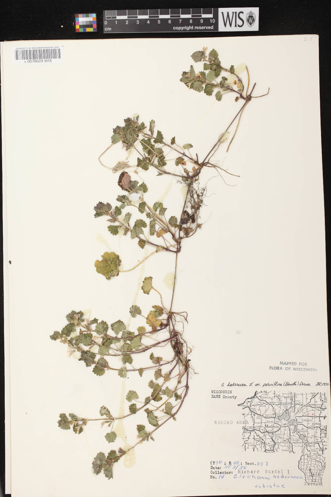 Glechoma hederacea var. micrantha image