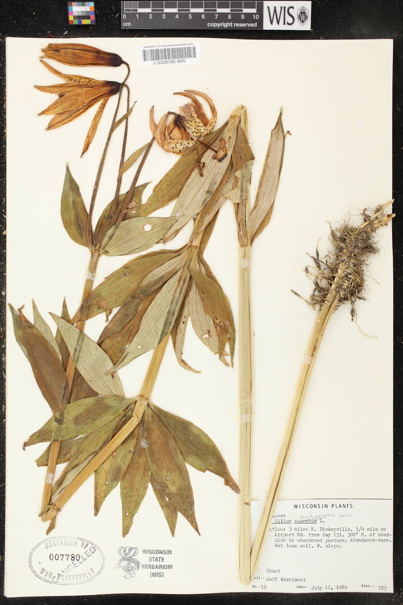 Lilium michiganense image