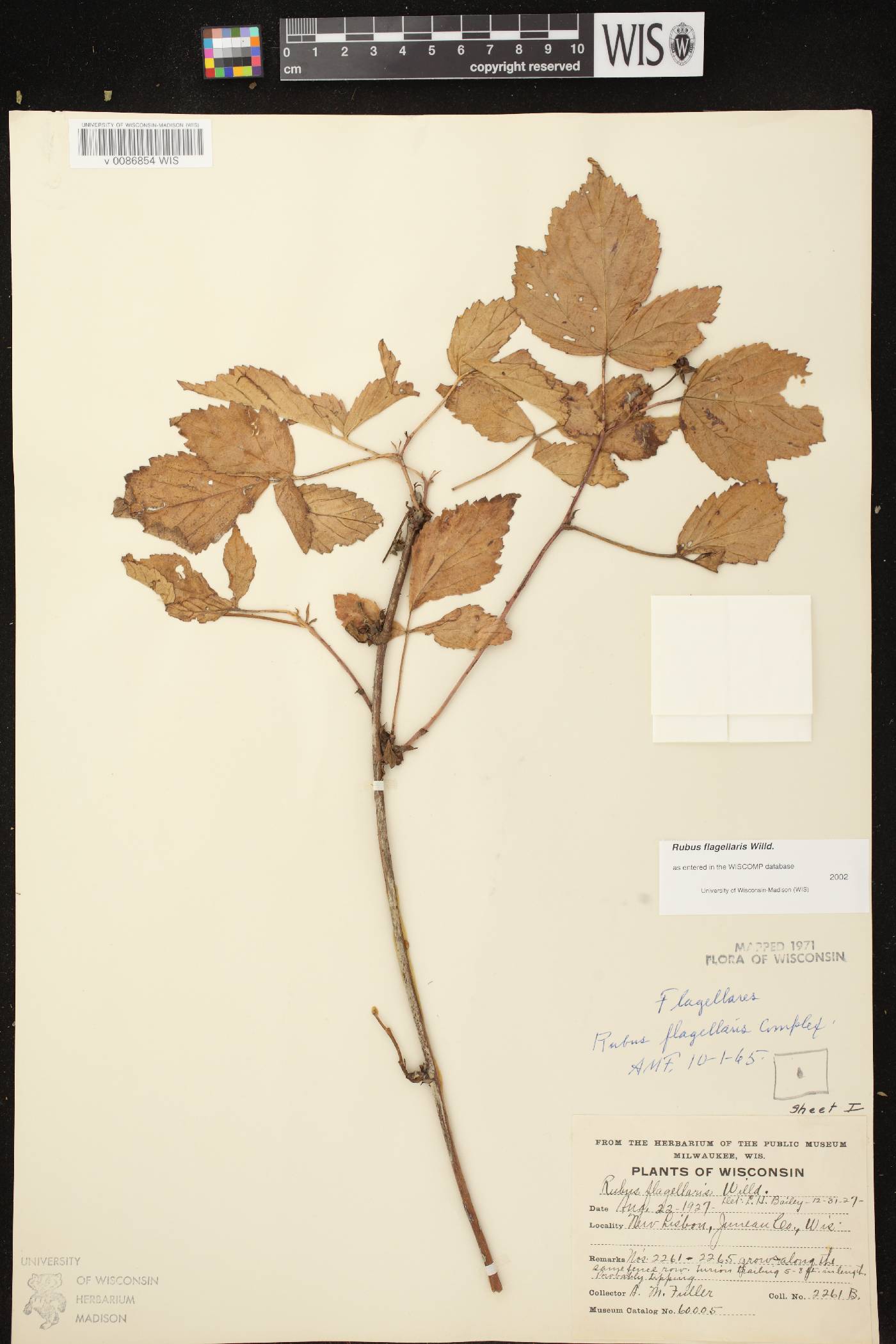 Rubus flagellaris image
