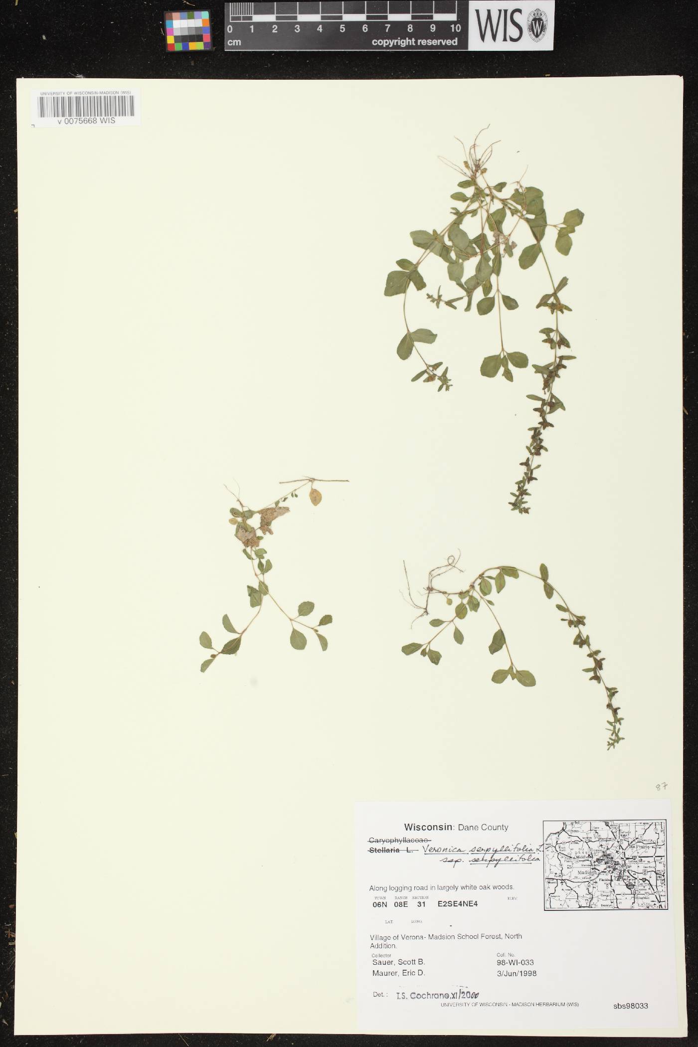 Veronica serpyllifolia subsp. serpyllifolia image