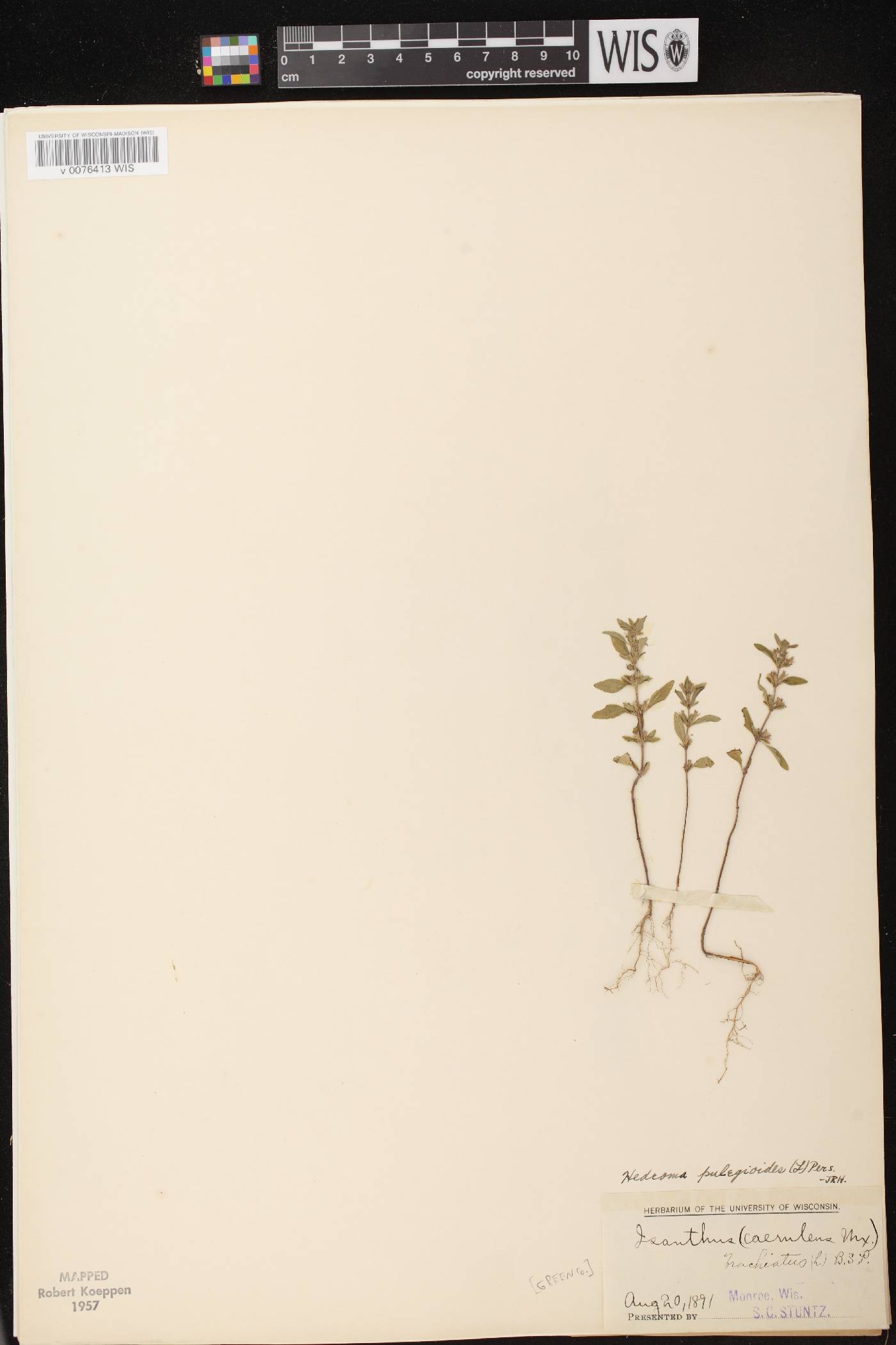 Hedeoma pulegioides image