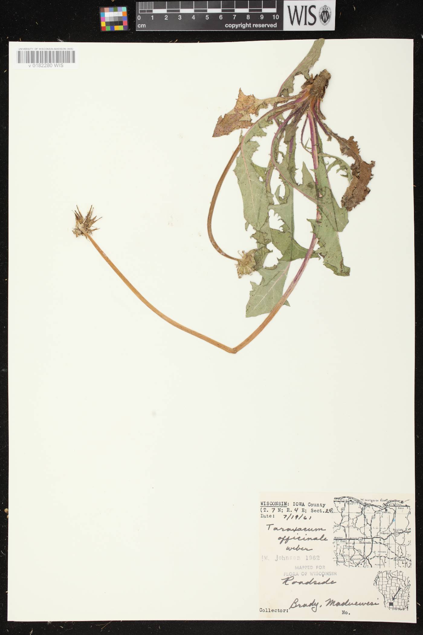 Taraxacum officinale image