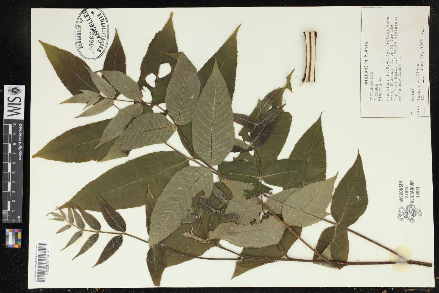 Juglans cinerea image