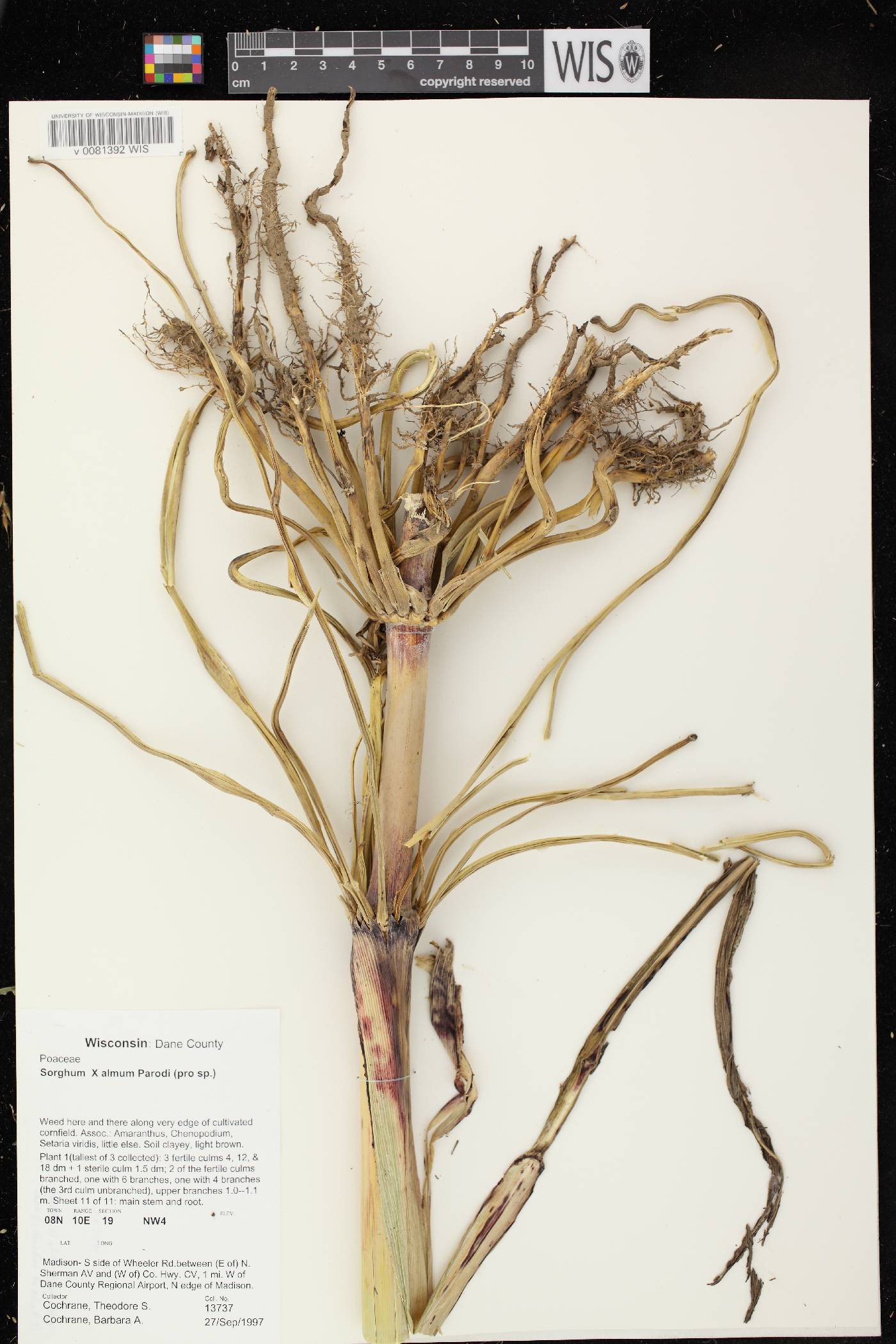Sorghum X almum image
