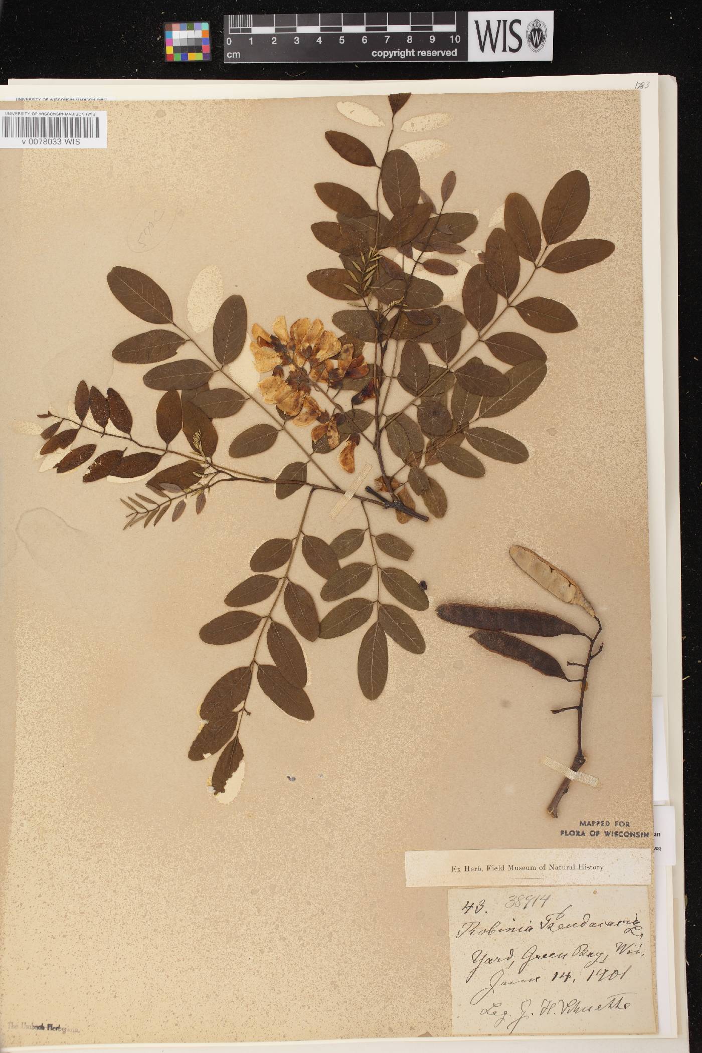 Robinia pseudoacacia image