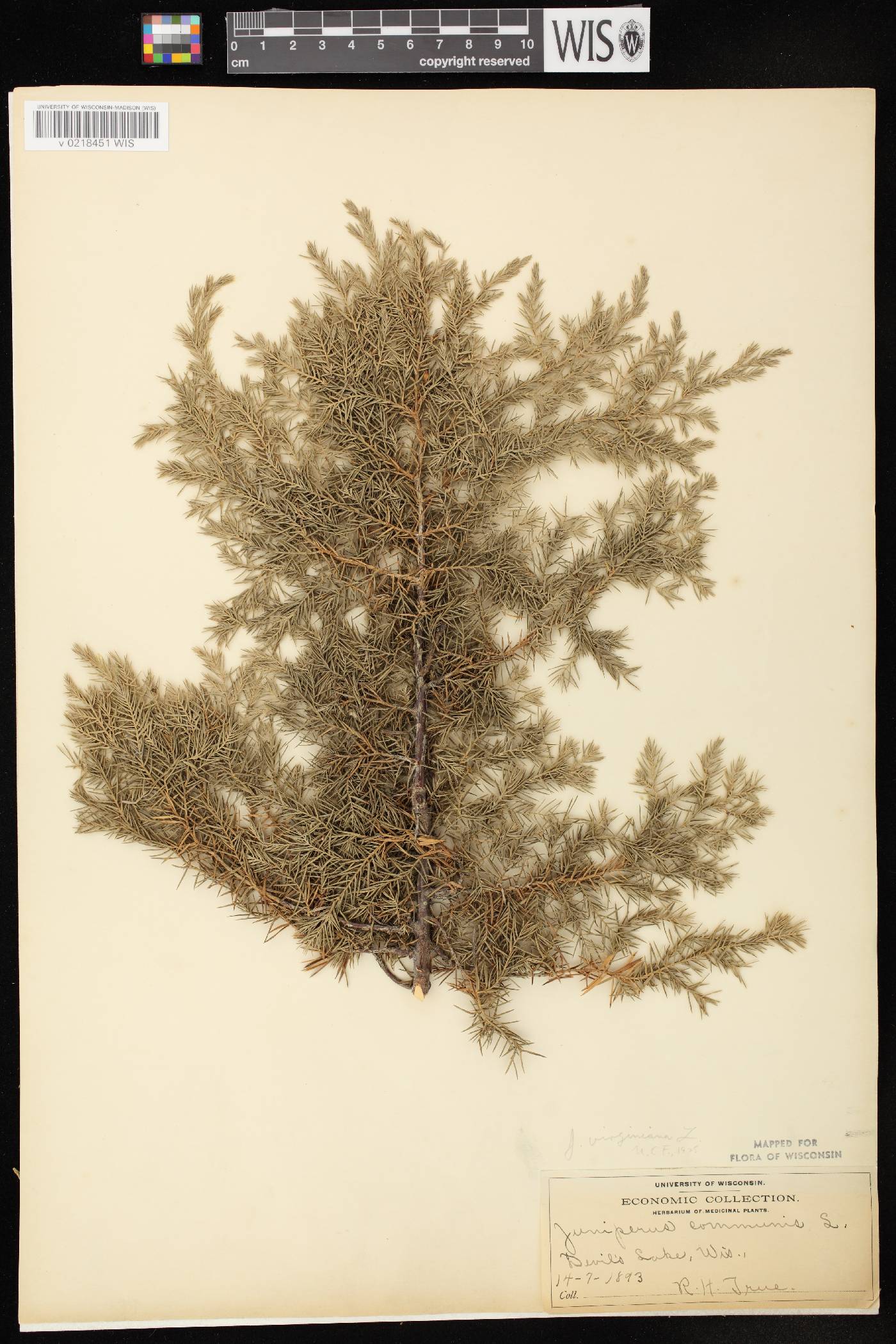 Juniperus virginiana var. virginiana image