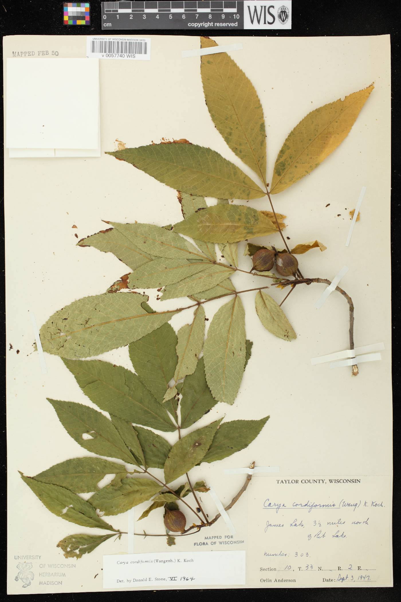 Carya cordiformis image