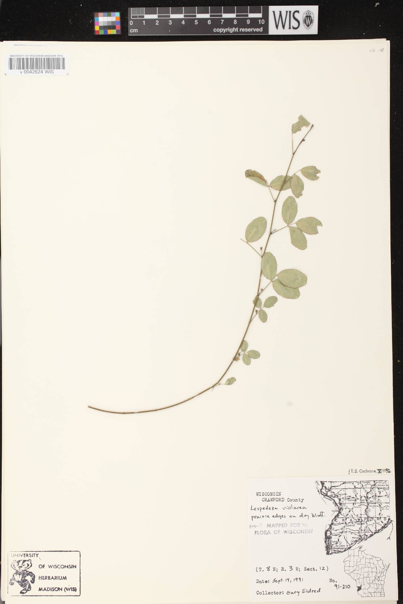 Lespedeza violacea image