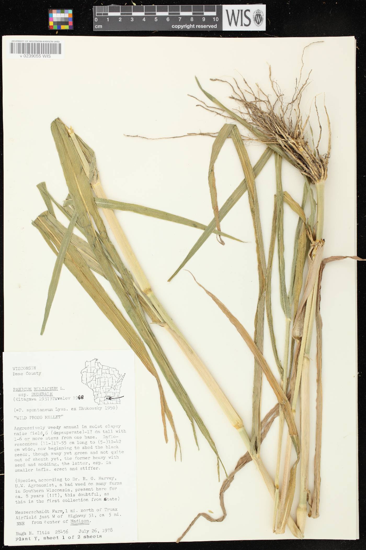 Panicum miliaceum subsp. ruderale image